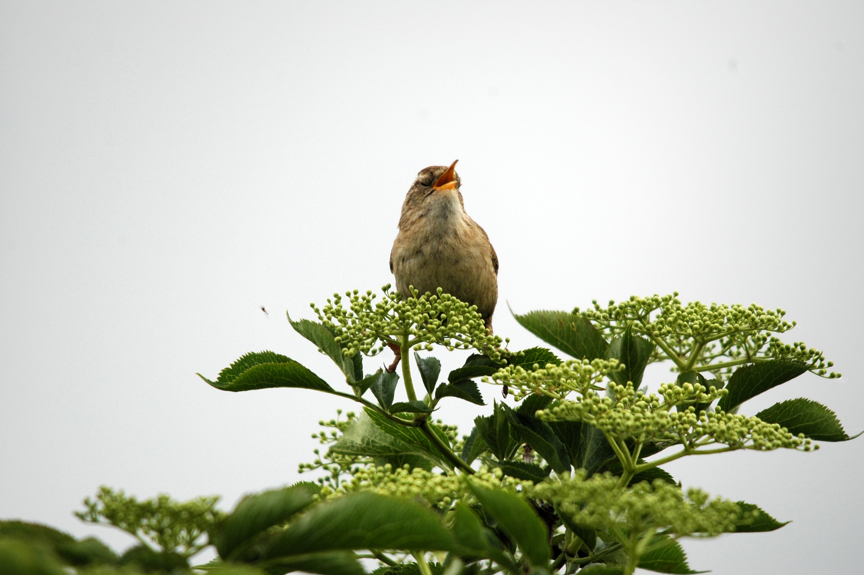 photos/wildlife/Bird_Species/143-Wrens/5920-Eurasian_Wren/DSC_5584.JPG