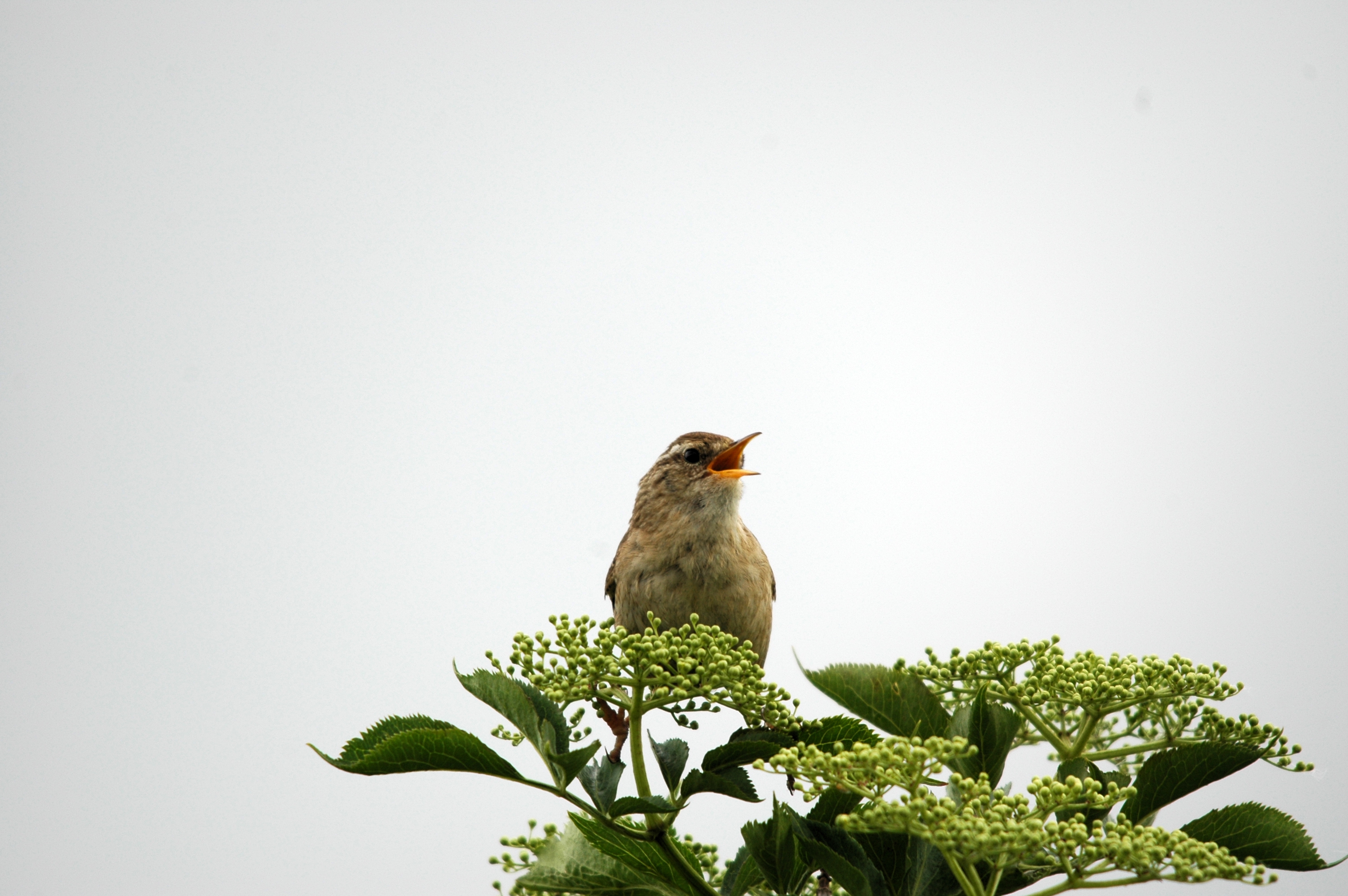 photos/wildlife/Bird_Species/143-Wrens/5920-Eurasian_Wren/DSC_5585.JPG