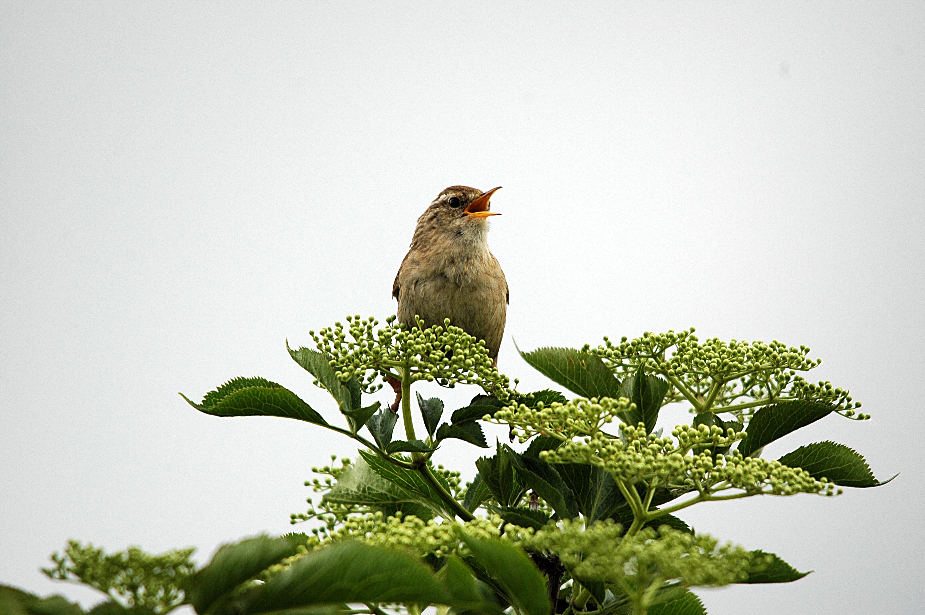 photos/wildlife/Bird_Species/143-Wrens/5920-Eurasian_Wren/DSC_5586.JPG