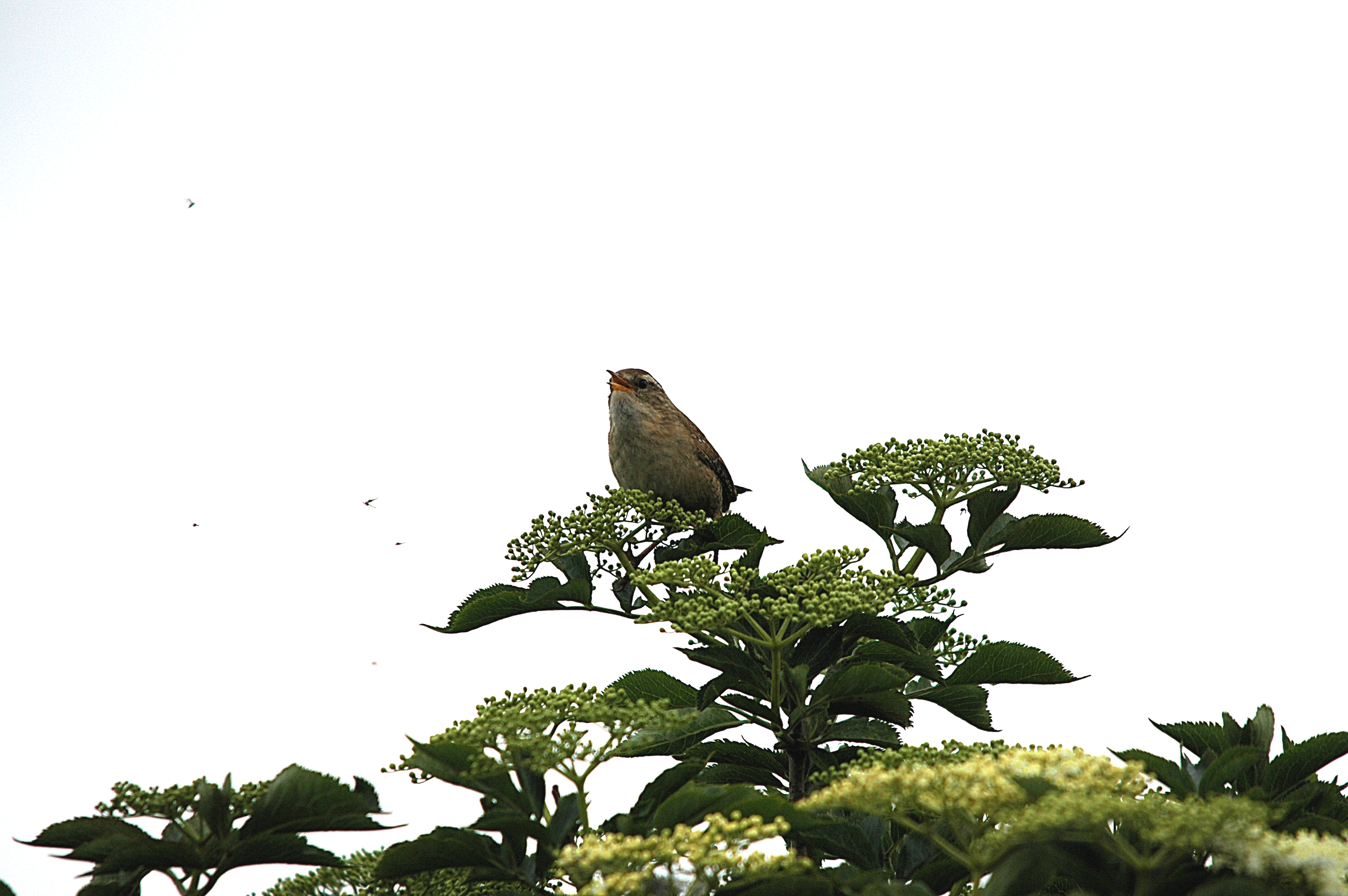 photos/wildlife/Bird_Species/143-Wrens/5920-Eurasian_Wren/DSC_5589.JPG