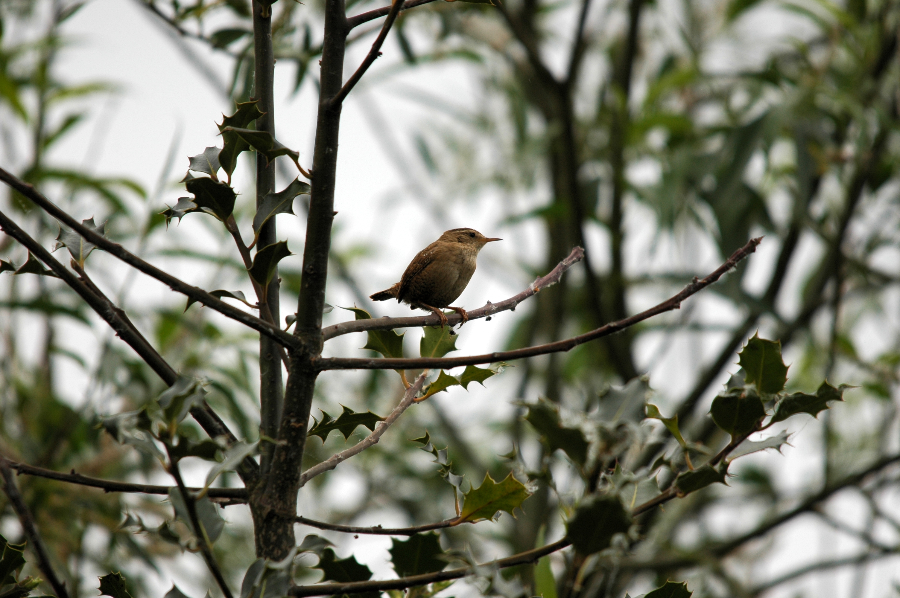 photos/wildlife/Bird_Species/143-Wrens/5920-Eurasian_Wren/DSC_5591.JPG