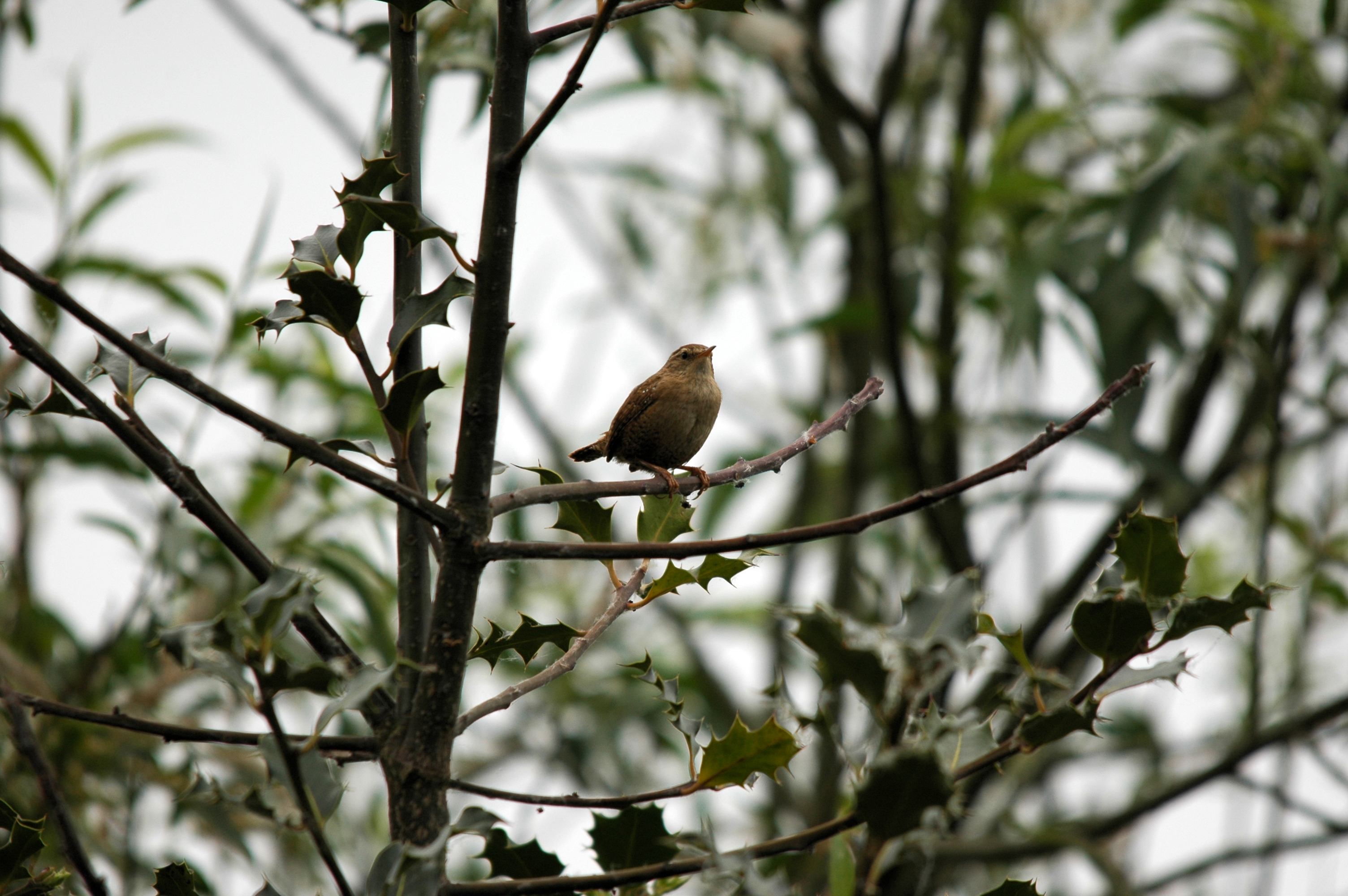 photos/wildlife/Bird_Species/143-Wrens/5920-Eurasian_Wren/DSC_5592.JPG