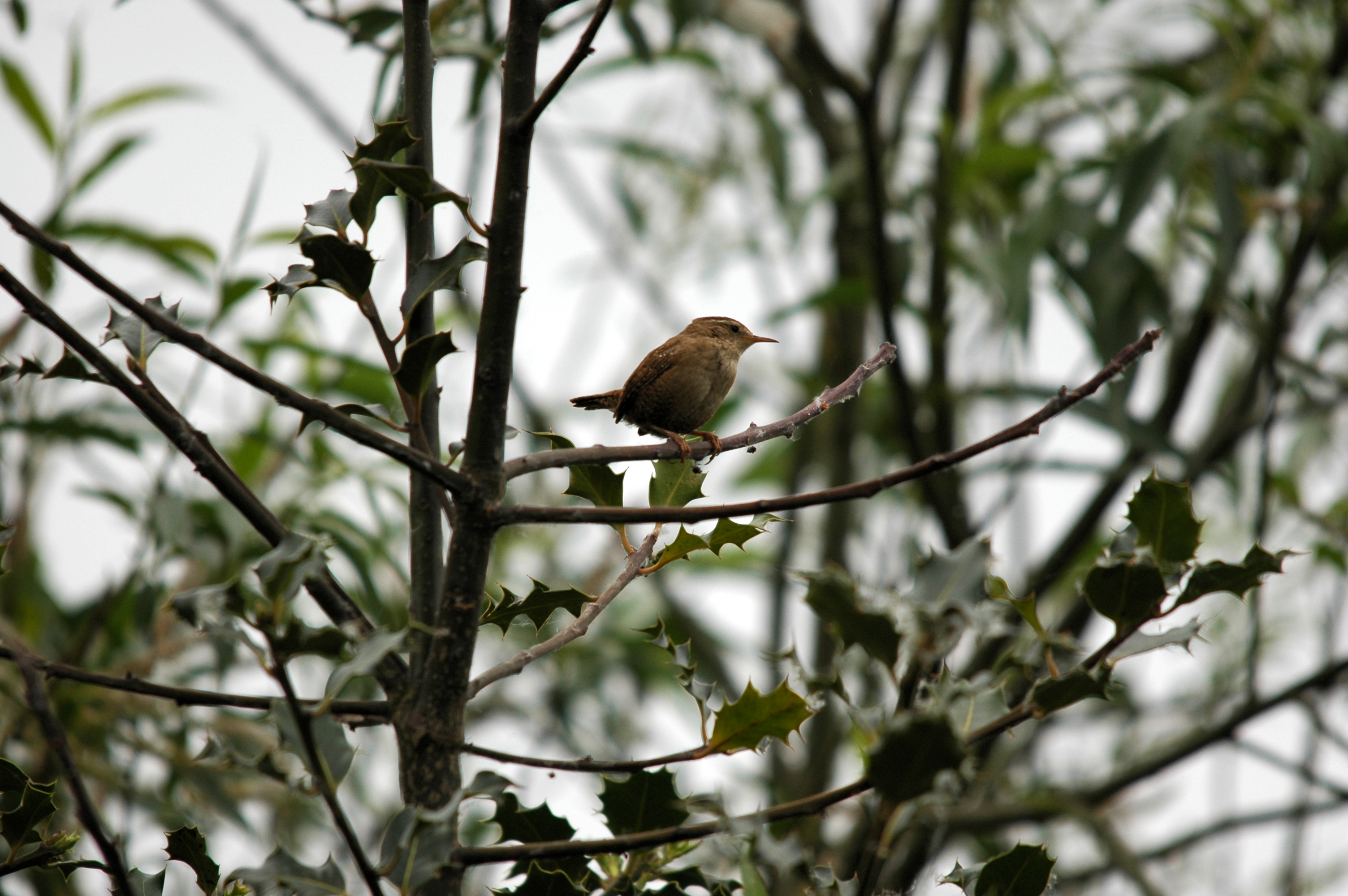 photos/wildlife/Bird_Species/143-Wrens/5920-Eurasian_Wren/DSC_5593.JPG