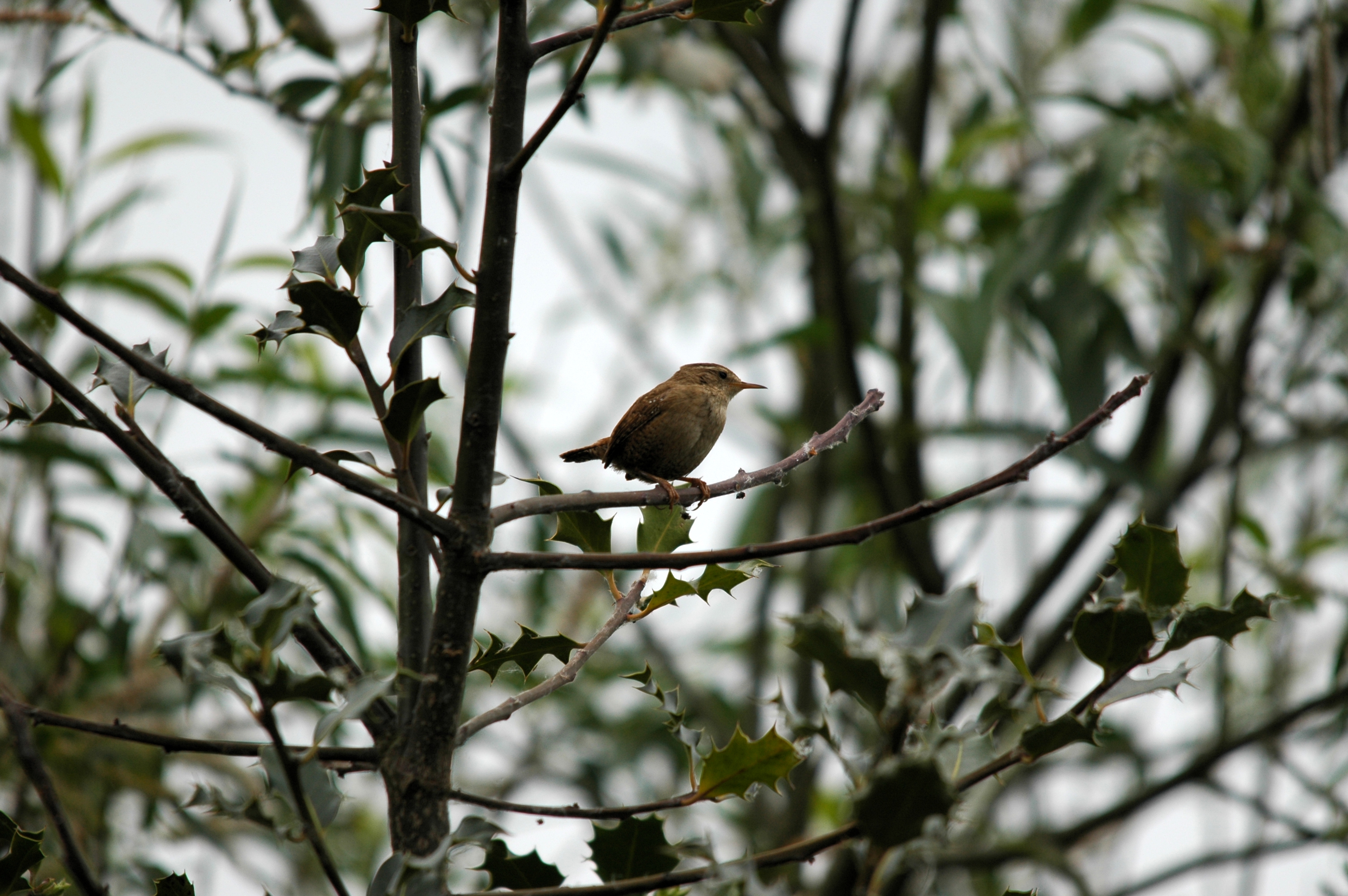 photos/wildlife/Bird_Species/143-Wrens/5920-Eurasian_Wren/DSC_5594.JPG