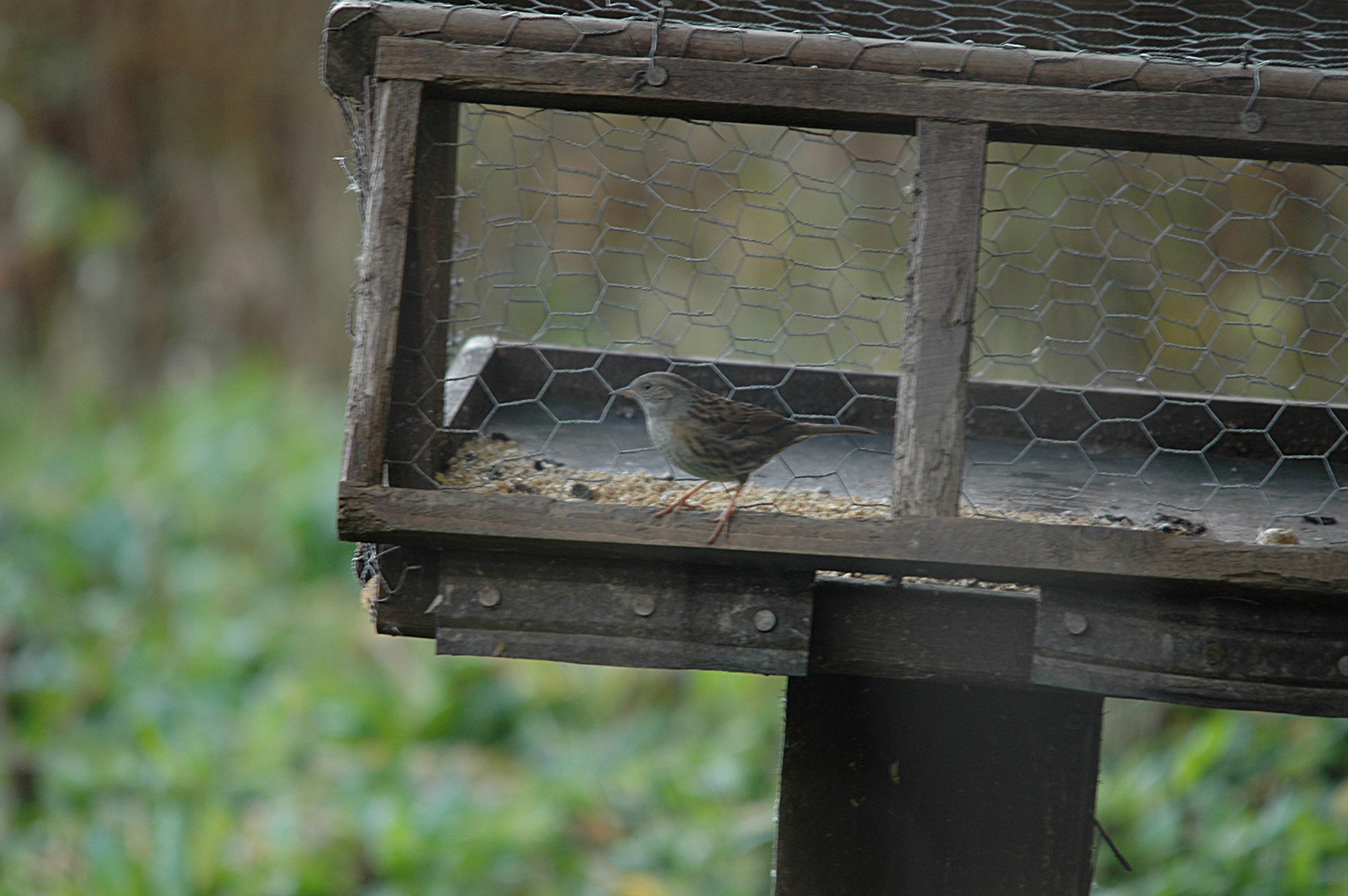 photos/wildlife/Bird_Species/145-Accentors/5986-Hedge_Accentor/DSC_4115.JPG