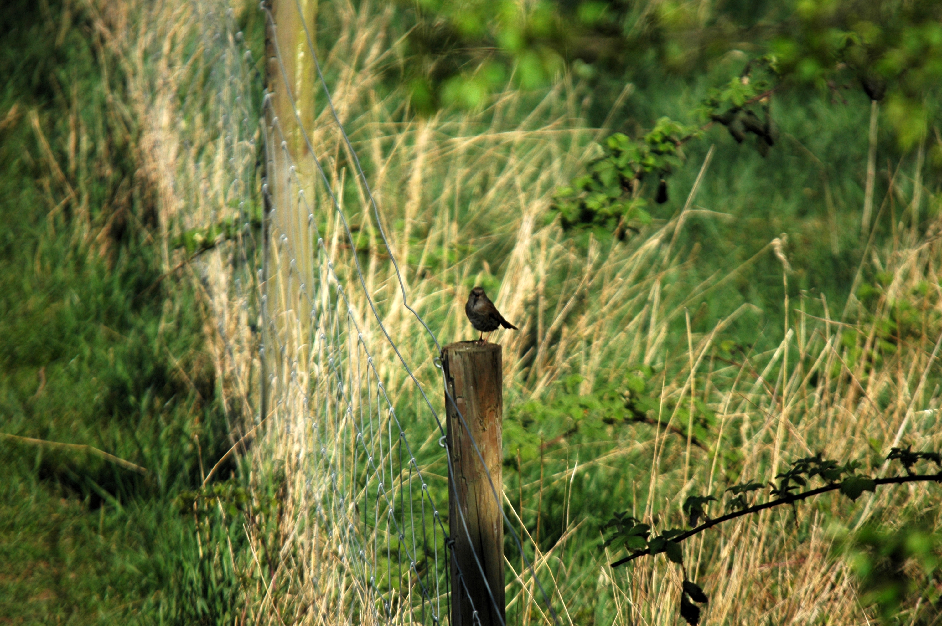 photos/wildlife/Bird_Species/145-Accentors/5986-Hedge_Accentor/DSC_5509.JPG