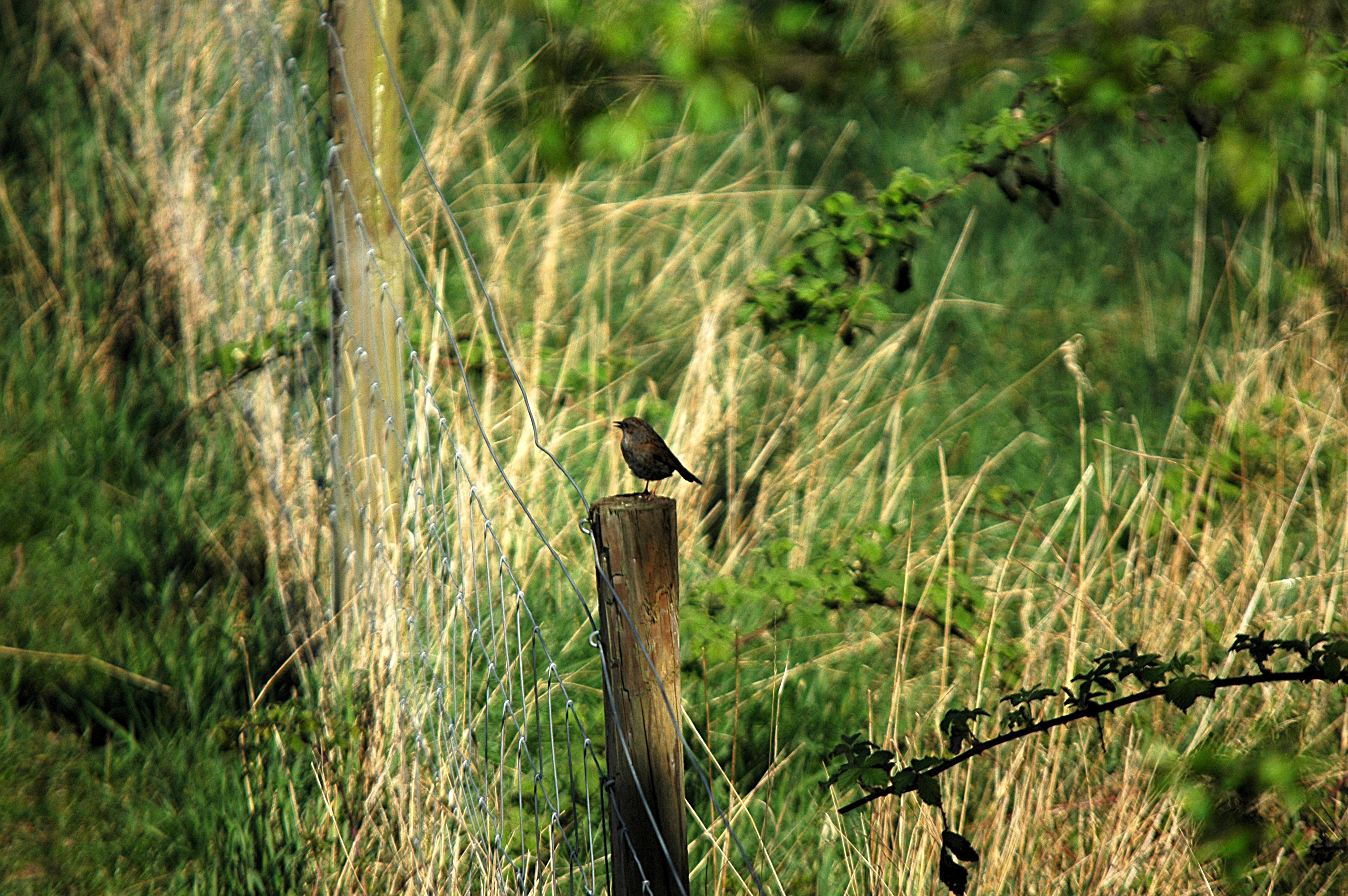 photos/wildlife/Bird_Species/145-Accentors/5986-Hedge_Accentor/DSC_5511.JPG