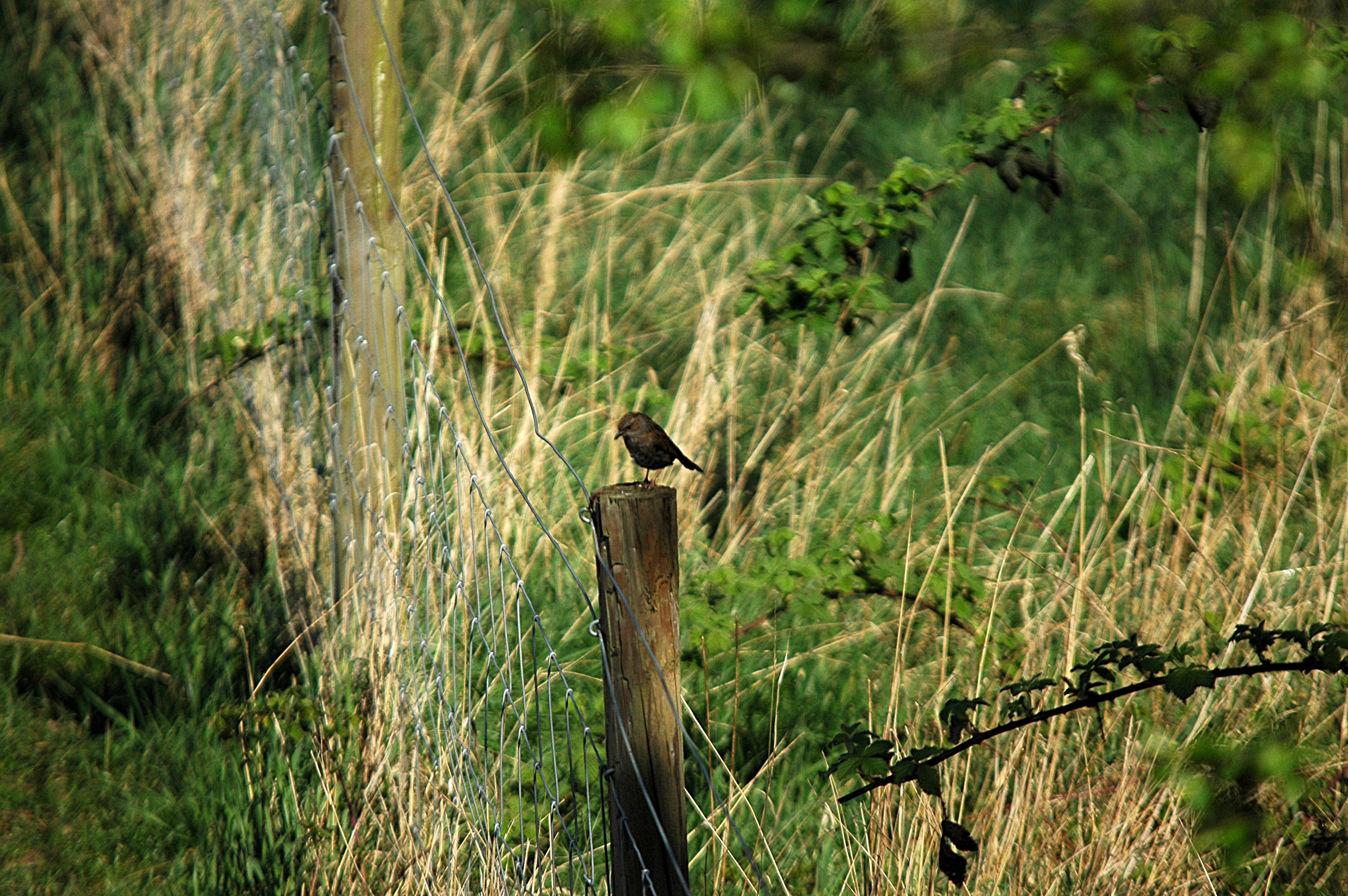 photos/wildlife/Bird_Species/145-Accentors/5986-Hedge_Accentor/DSC_5512.JPG