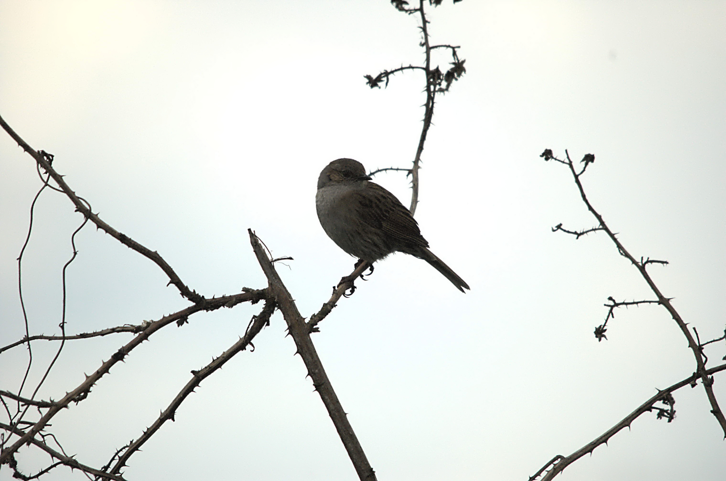 photos/wildlife/Bird_Species/145-Accentors/5986-Hedge_Accentor/dsc_2052.jpg