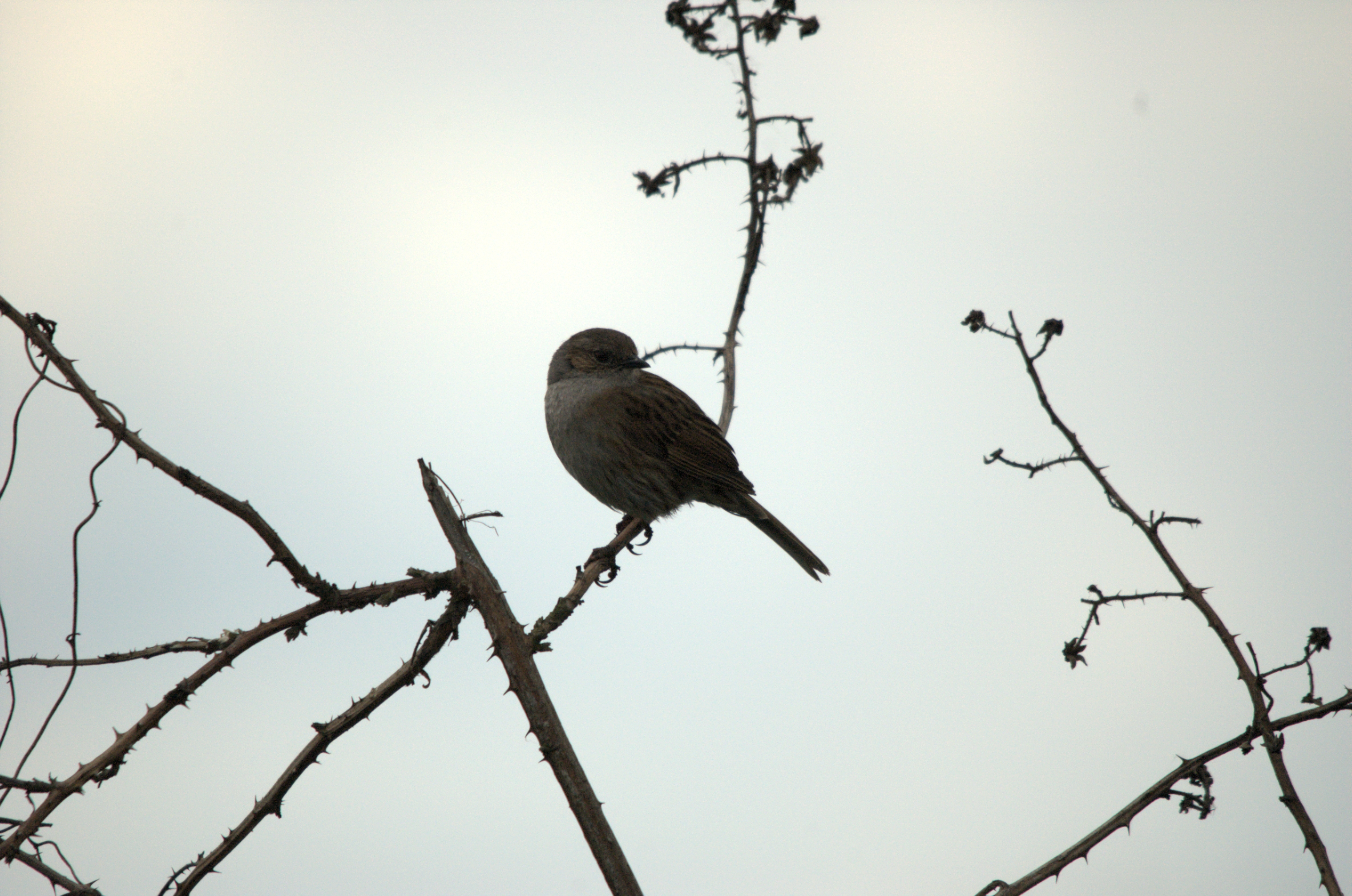 photos/wildlife/Bird_Species/145-Accentors/5986-Hedge_Accentor/dsc_2053.jpg