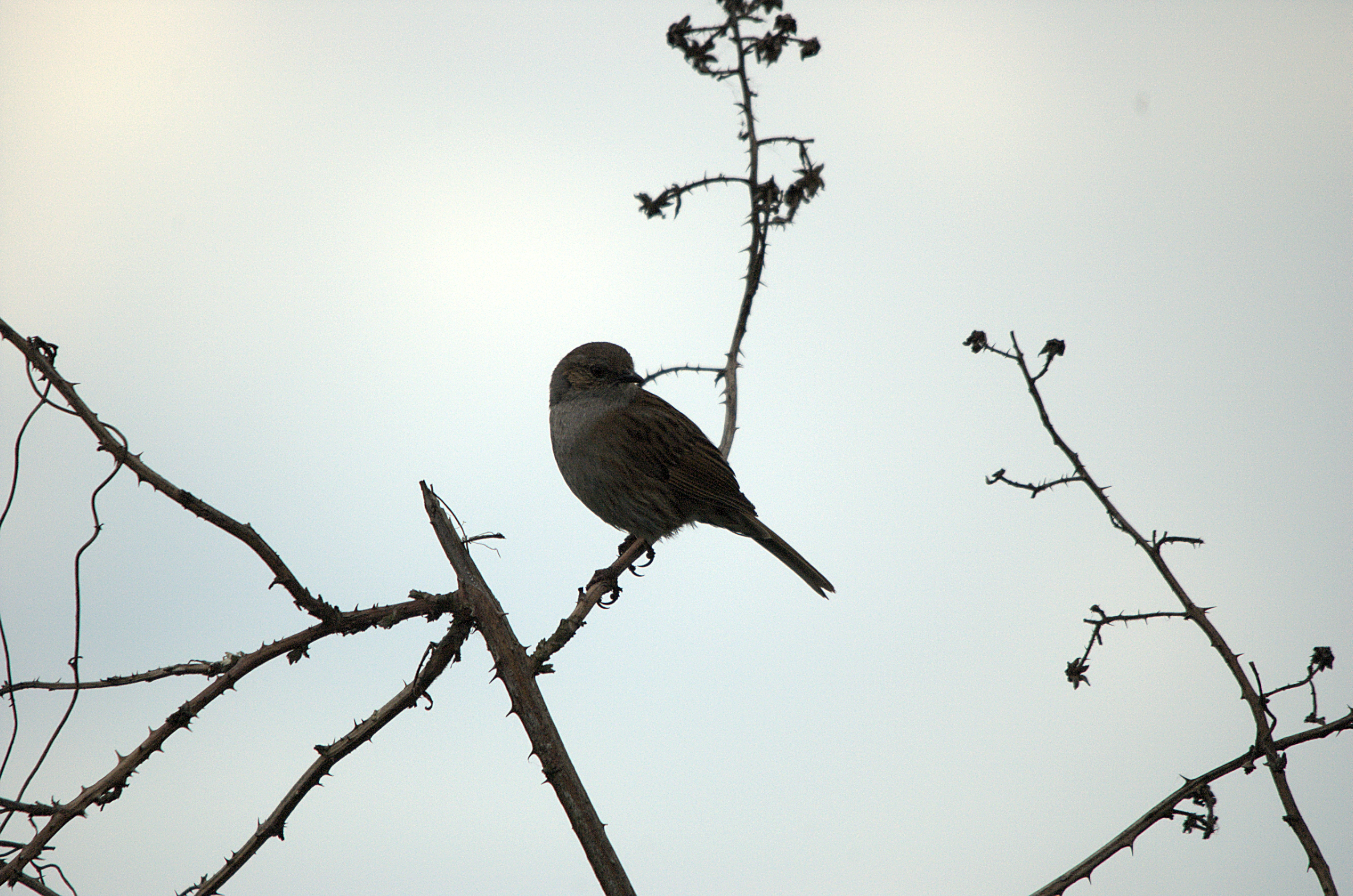 photos/wildlife/Bird_Species/145-Accentors/5986-Hedge_Accentor/dsc_2054.jpg