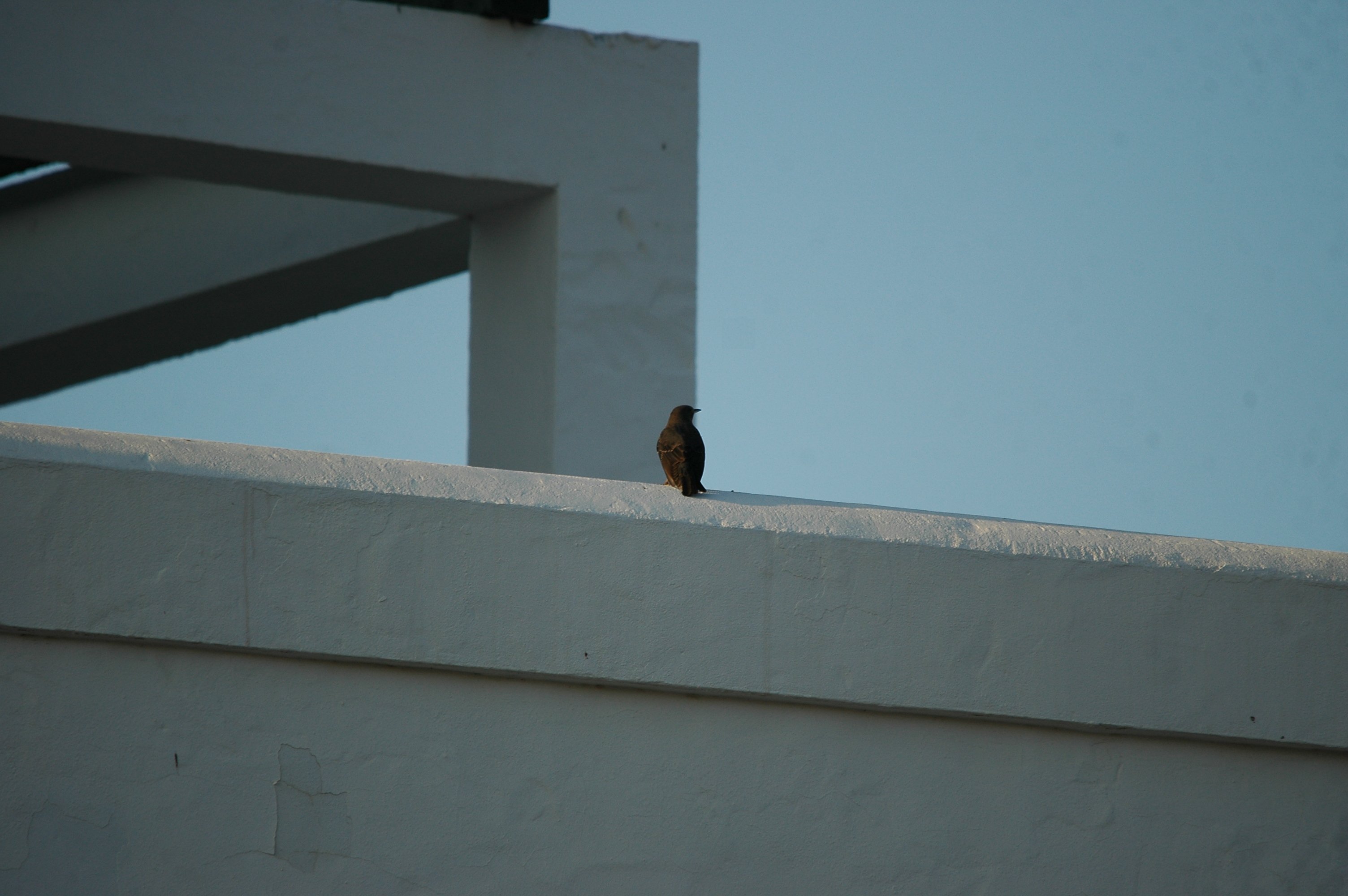 photos/wildlife/Bird_Species/146-Thrushes/6040-Blue_Rock_Thrush/20090921-Spain-01.jpg