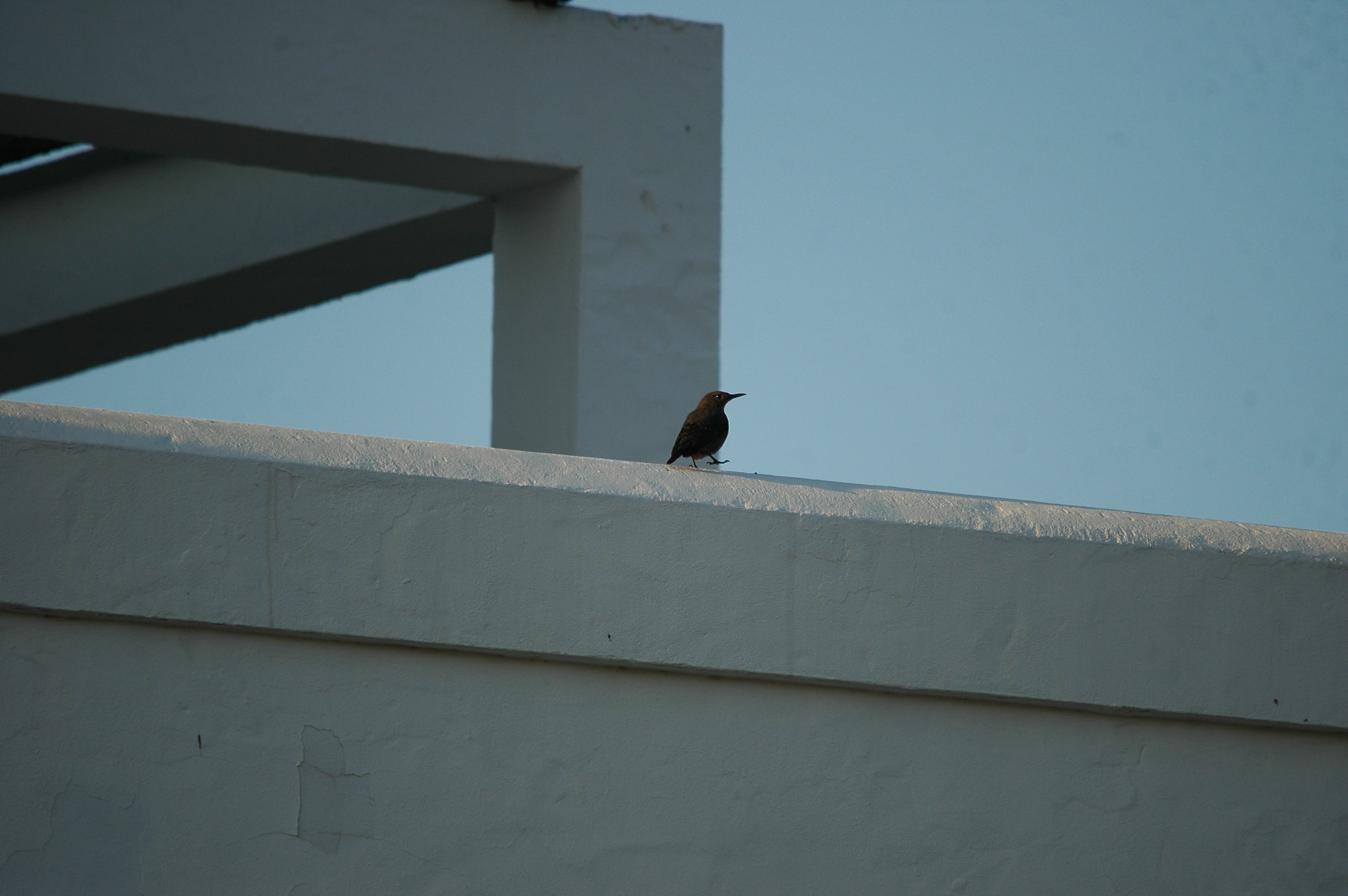 photos/wildlife/Bird_Species/146-Thrushes/6040-Blue_Rock_Thrush/20090921-Spain-02.jpg