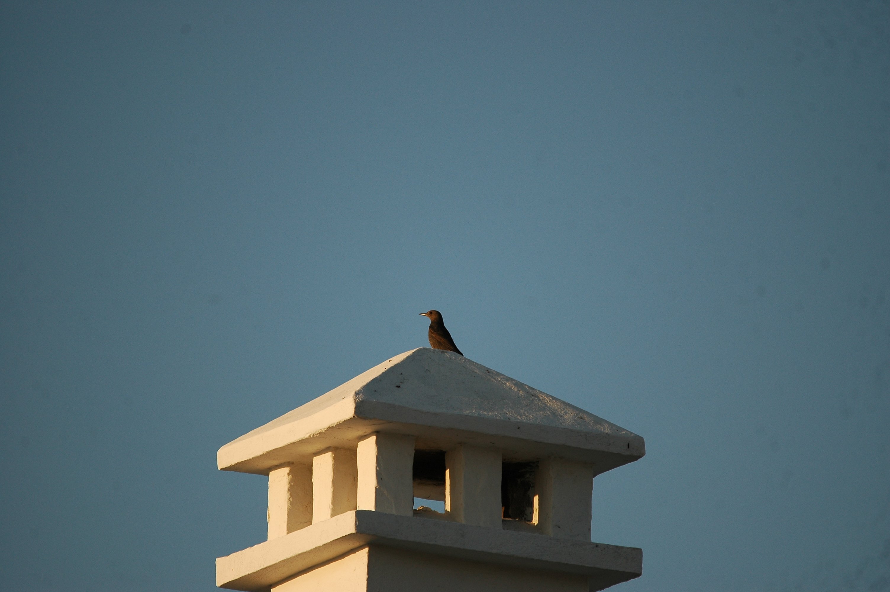 photos/wildlife/Bird_Species/146-Thrushes/6040-Blue_Rock_Thrush/20090921-Spain-04.jpg