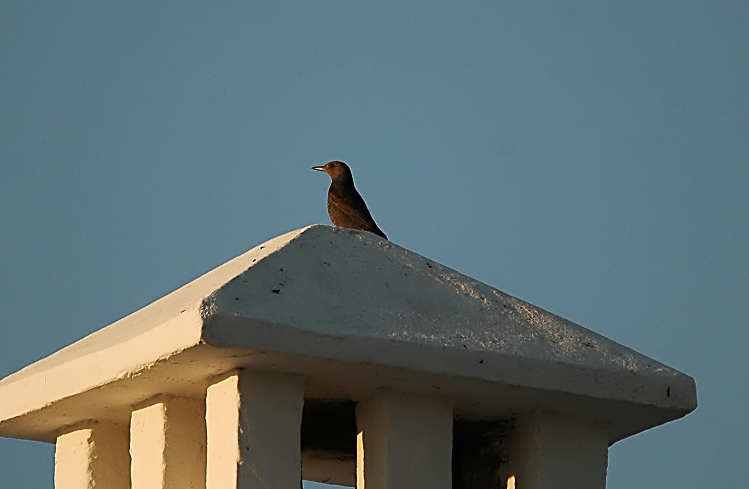 photos/wildlife/Bird_Species/146-Thrushes/6040-Blue_Rock_Thrush/20090921-Spain-04_sm.jpg