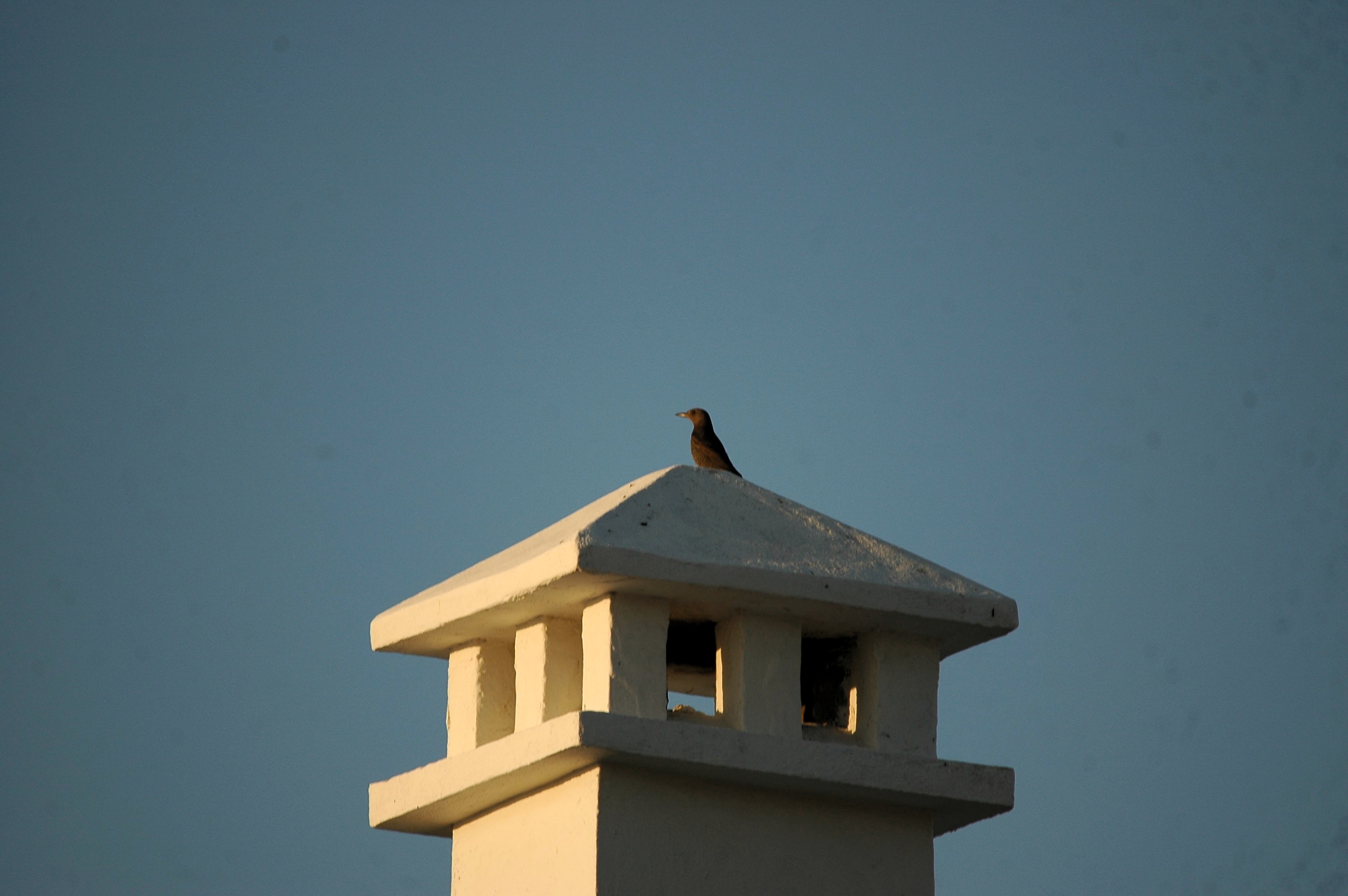 photos/wildlife/Bird_Species/146-Thrushes/6040-Blue_Rock_Thrush/20090921-Spain-05.jpg