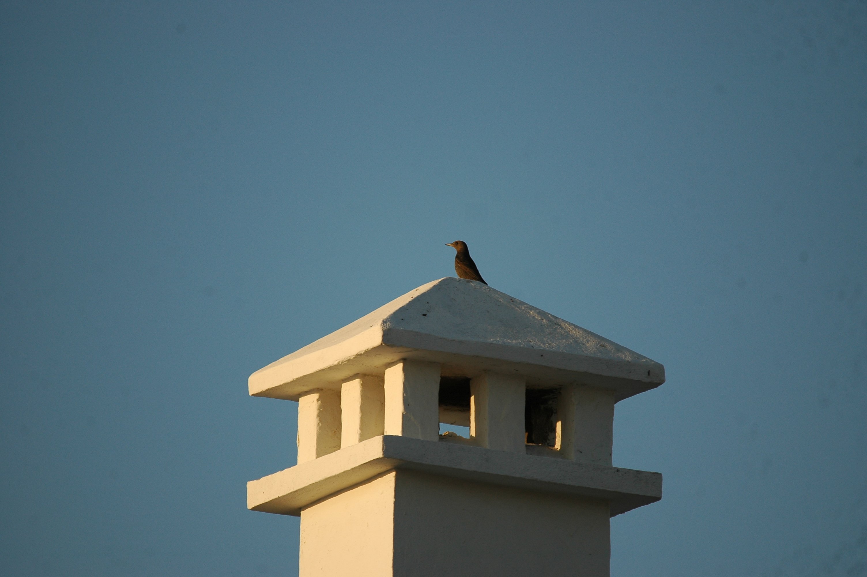 photos/wildlife/Bird_Species/146-Thrushes/6040-Blue_Rock_Thrush/20090921-Spain-06.jpg