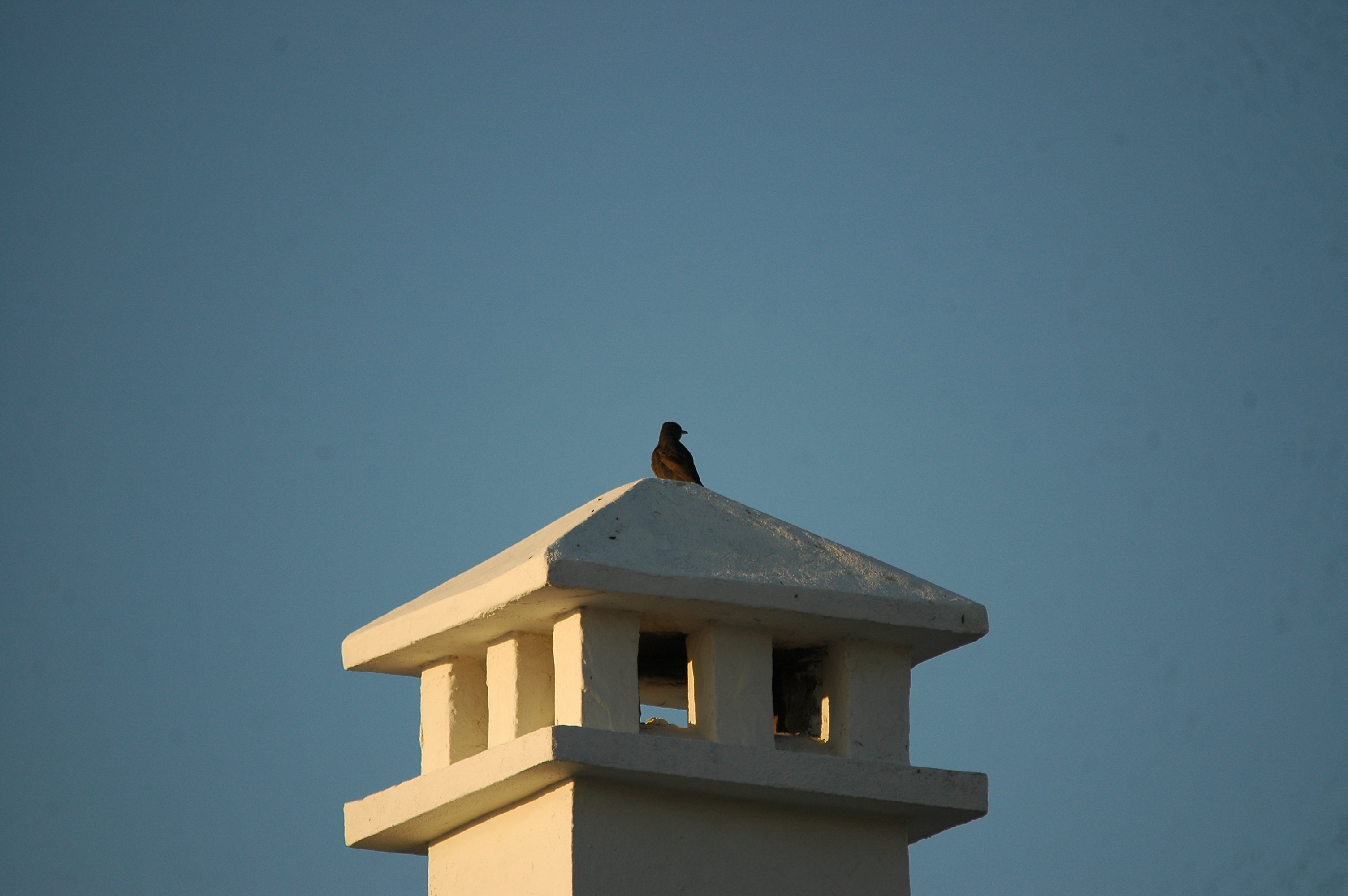 photos/wildlife/Bird_Species/146-Thrushes/6040-Blue_Rock_Thrush/20090921-Spain-07.jpg