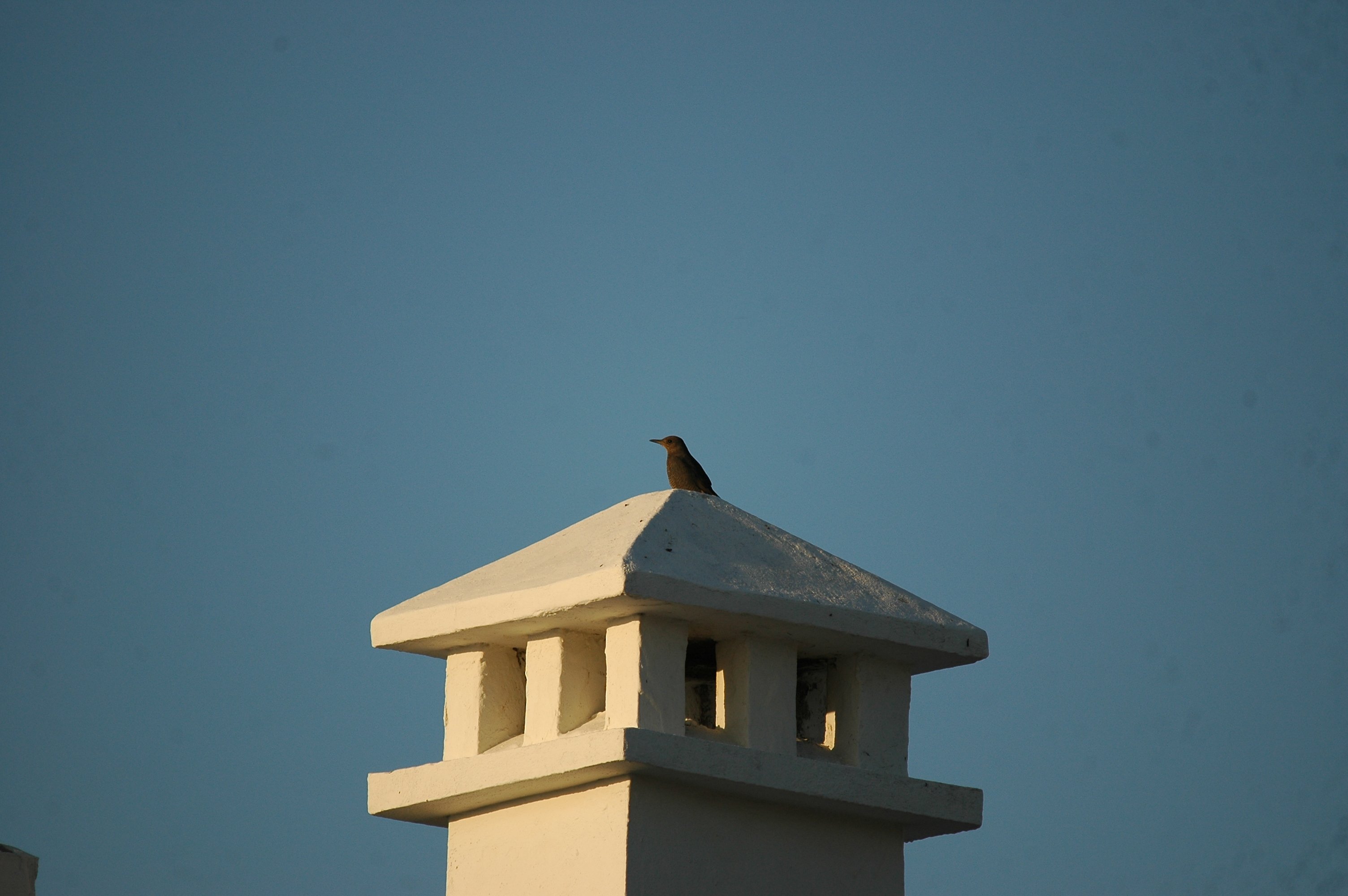 photos/wildlife/Bird_Species/146-Thrushes/6040-Blue_Rock_Thrush/20090921-Spain-08.jpg