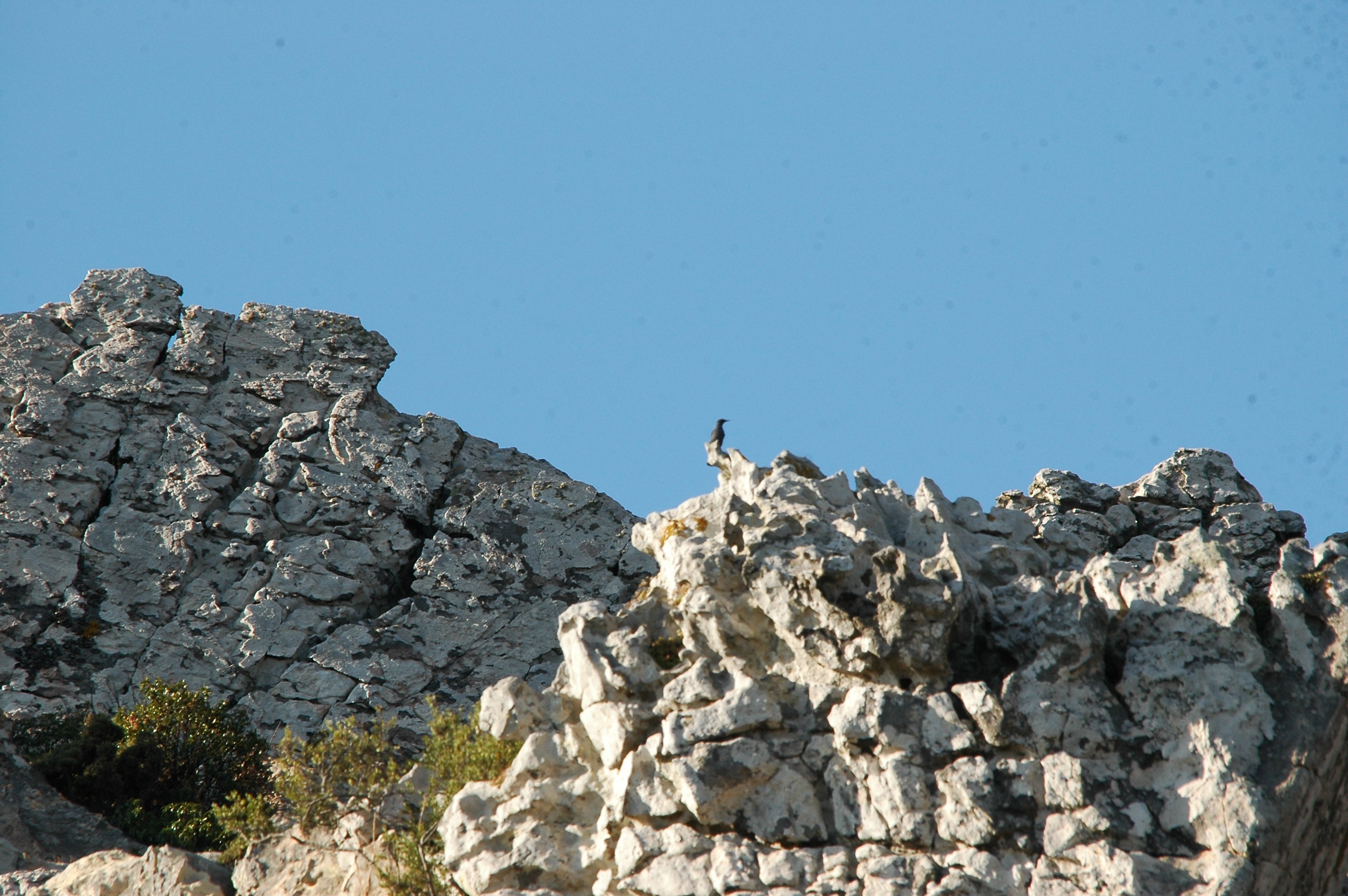 photos/wildlife/Bird_Species/146-Thrushes/6040-Blue_Rock_Thrush/20090922-Spain-01.jpg