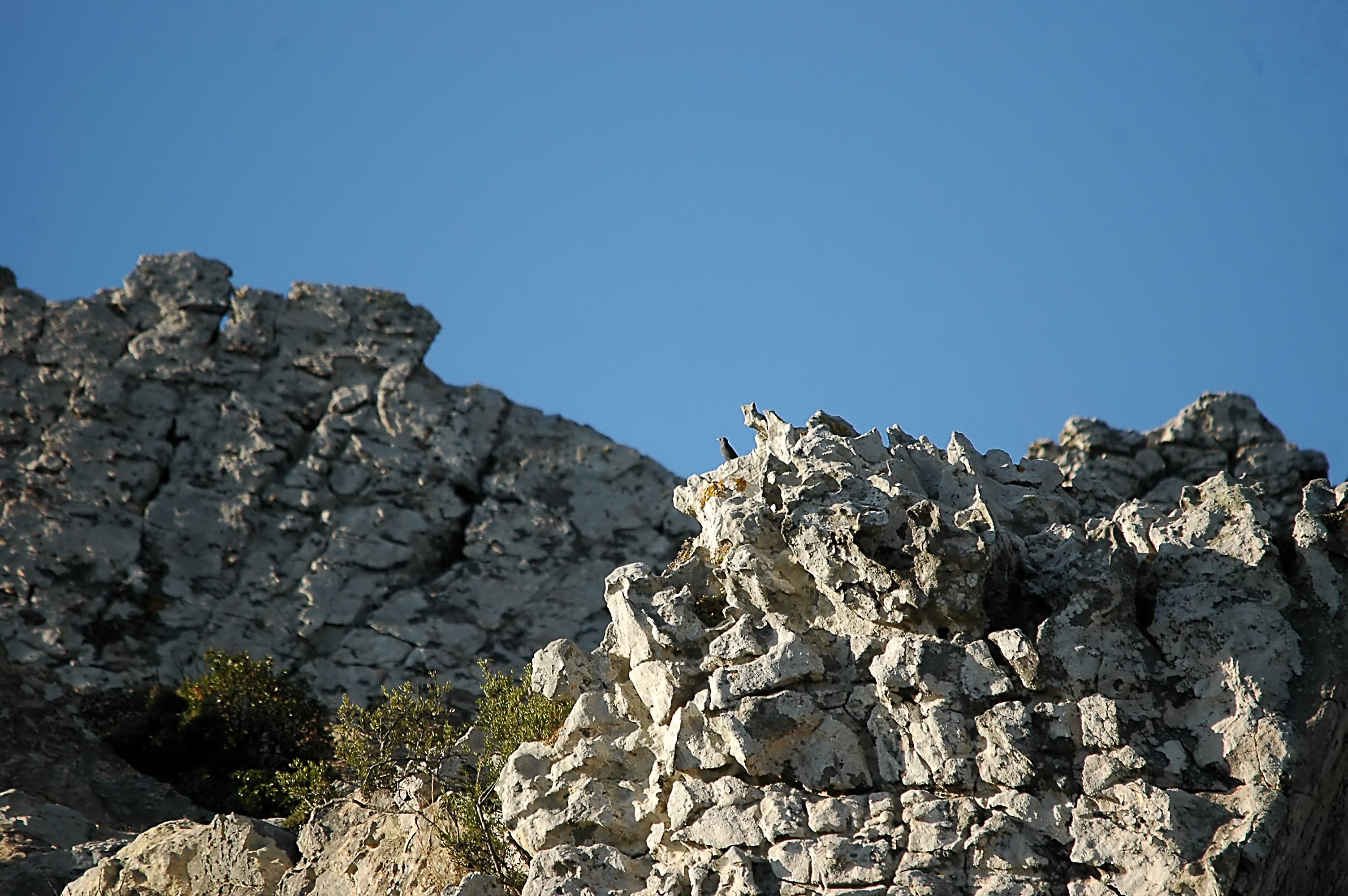photos/wildlife/Bird_Species/146-Thrushes/6040-Blue_Rock_Thrush/20090922-Spain-02.jpg
