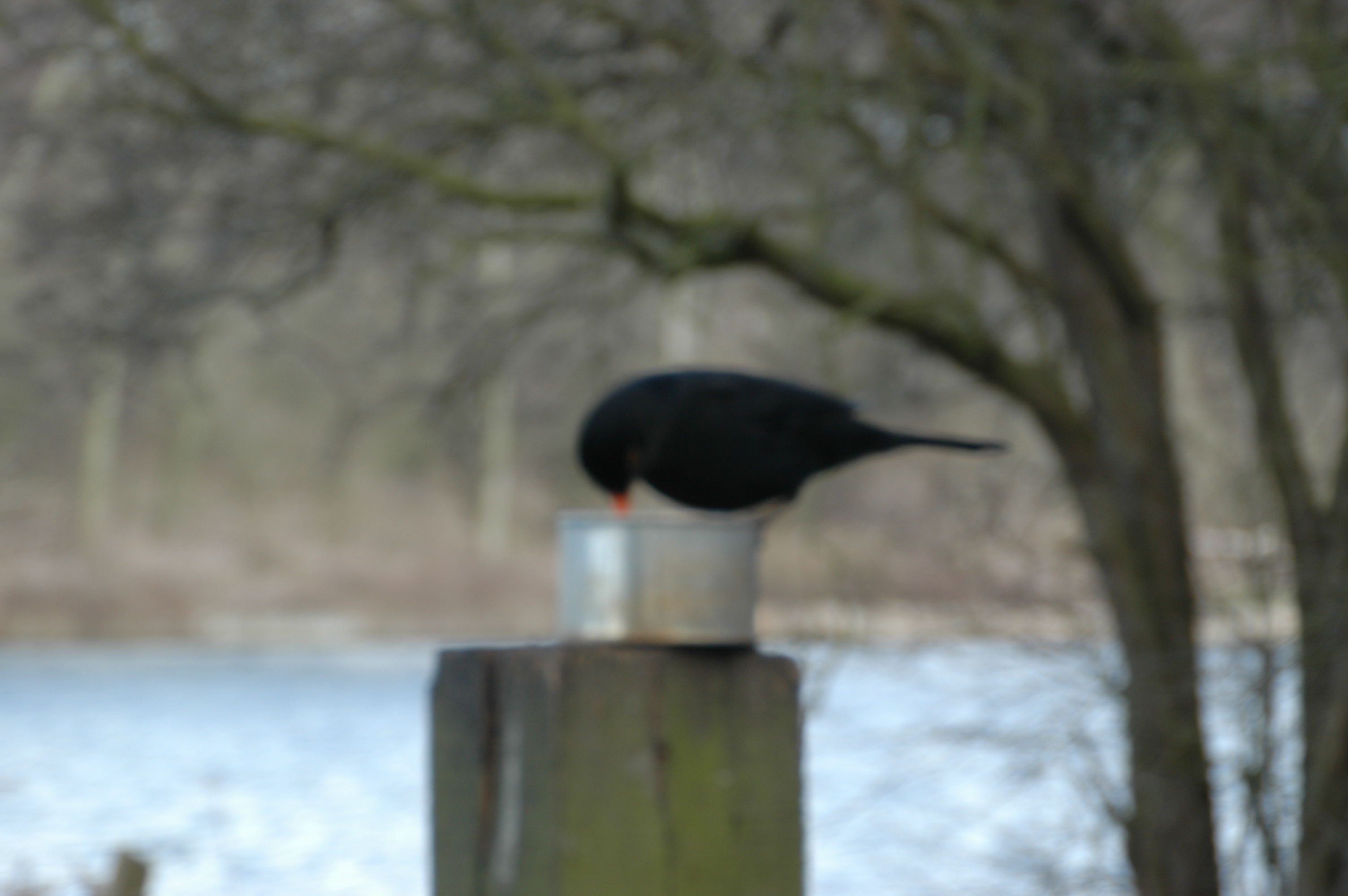 photos/wildlife/Bird_Species/146-Thrushes/6126-Eurasian_Blackbird/20060217-Wellbeck-01.jpg