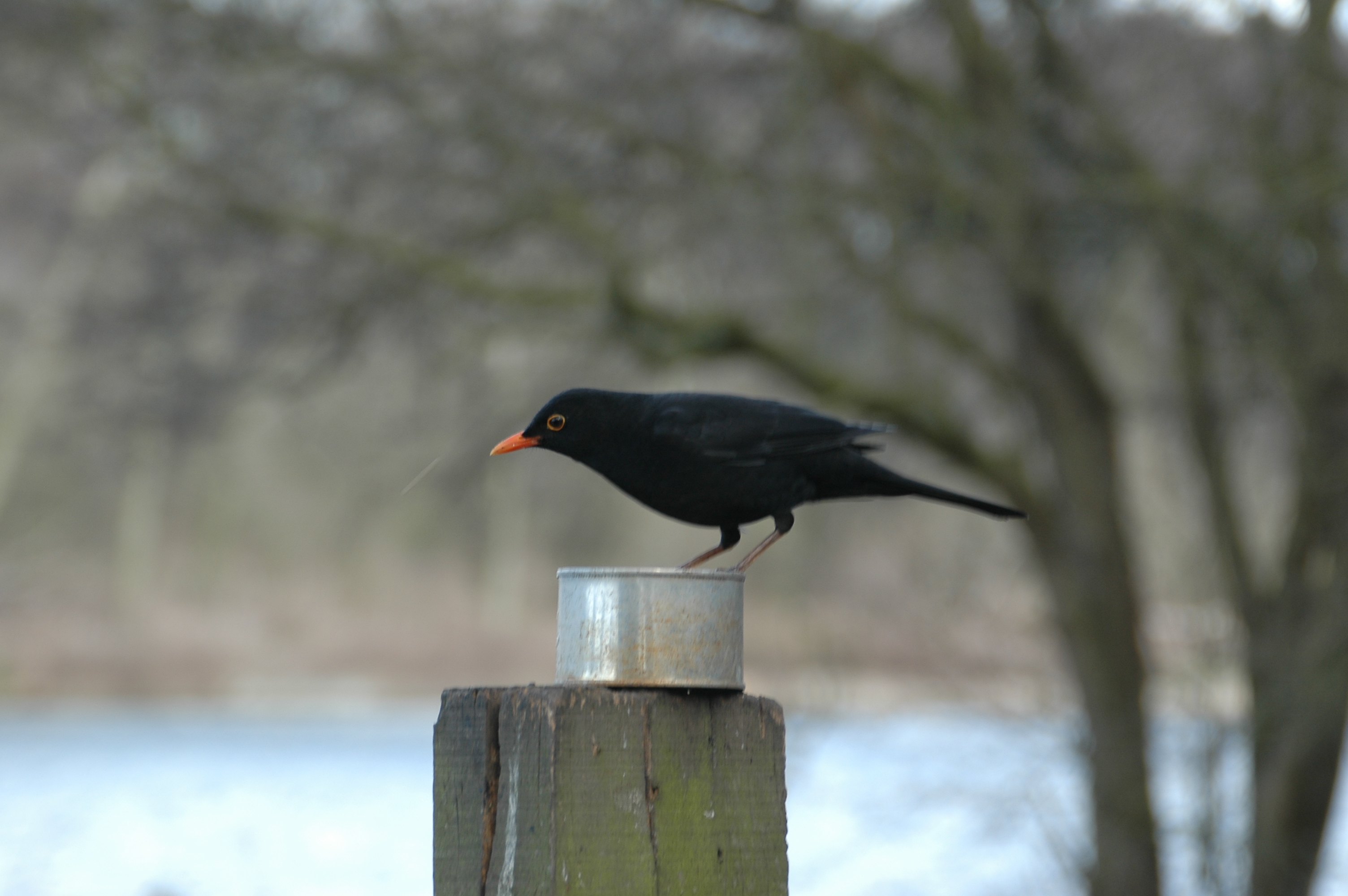 photos/wildlife/Bird_Species/146-Thrushes/6126-Eurasian_Blackbird/20060217-Wellbeck-03.jpg