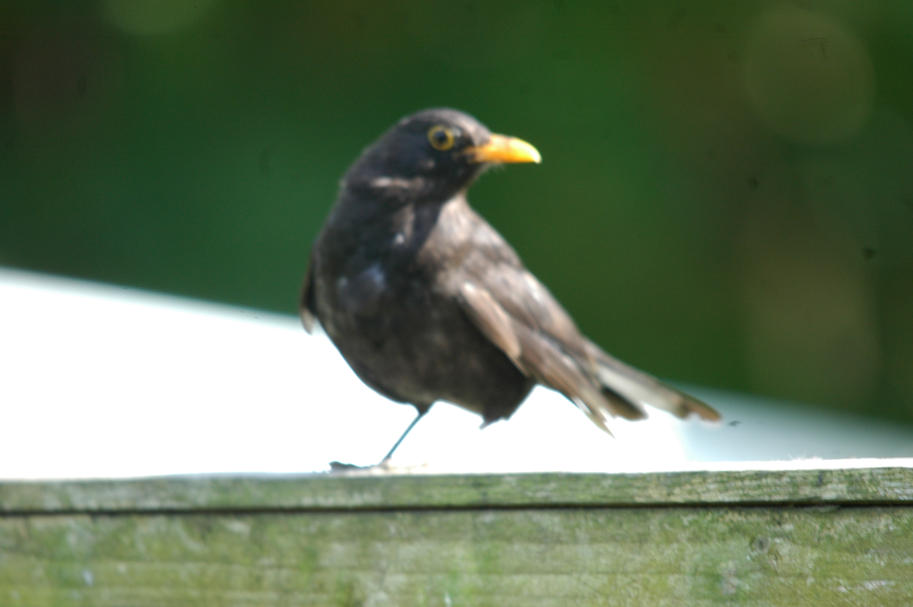photos/wildlife/Bird_Species/146-Thrushes/6126-Eurasian_Blackbird/20090720-Burscough-01.jpg