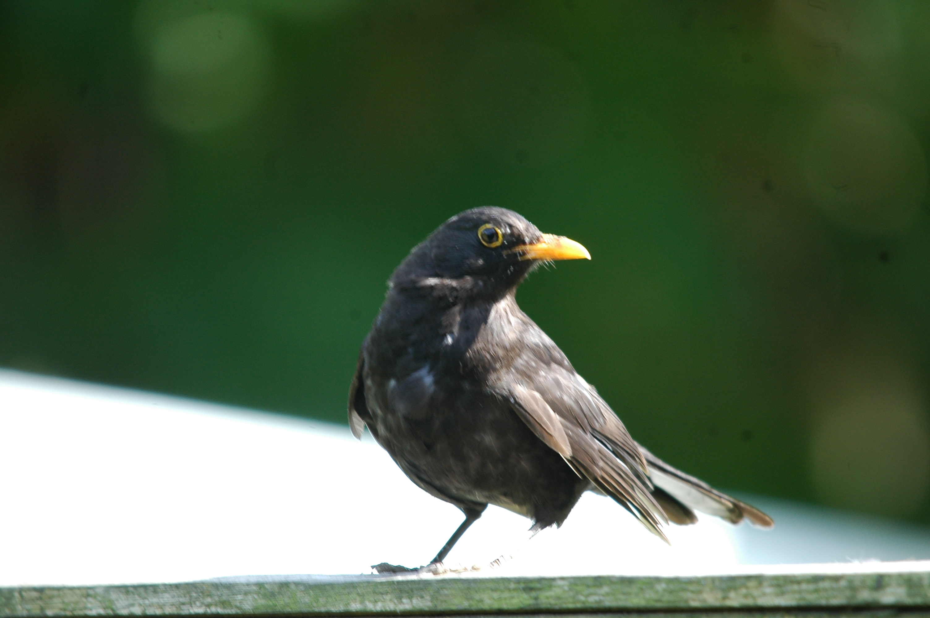 photos/wildlife/Bird_Species/146-Thrushes/6126-Eurasian_Blackbird/20090720-Burscough-02.jpg