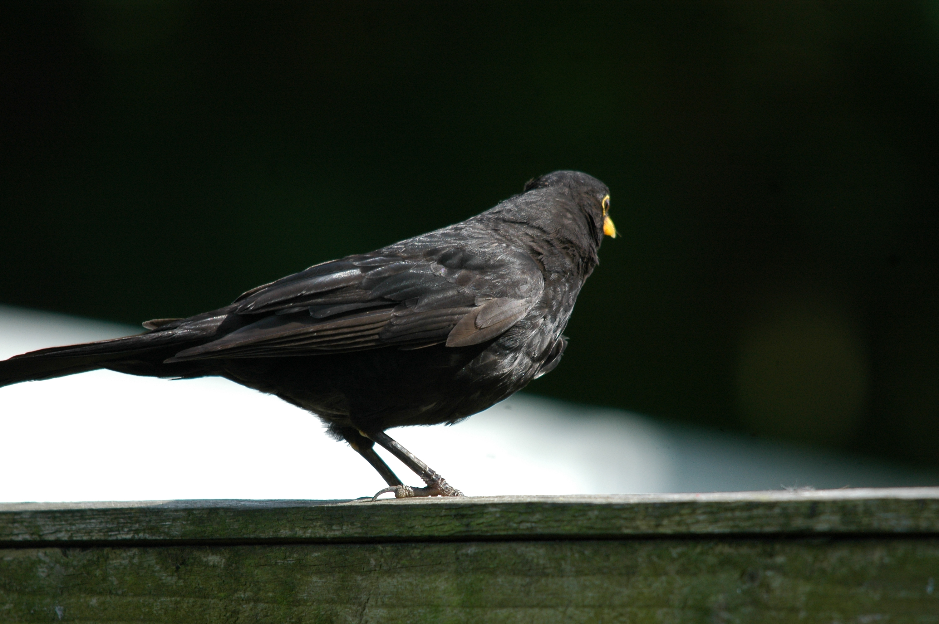 photos/wildlife/Bird_Species/146-Thrushes/6126-Eurasian_Blackbird/20090720-Burscough-03.jpg