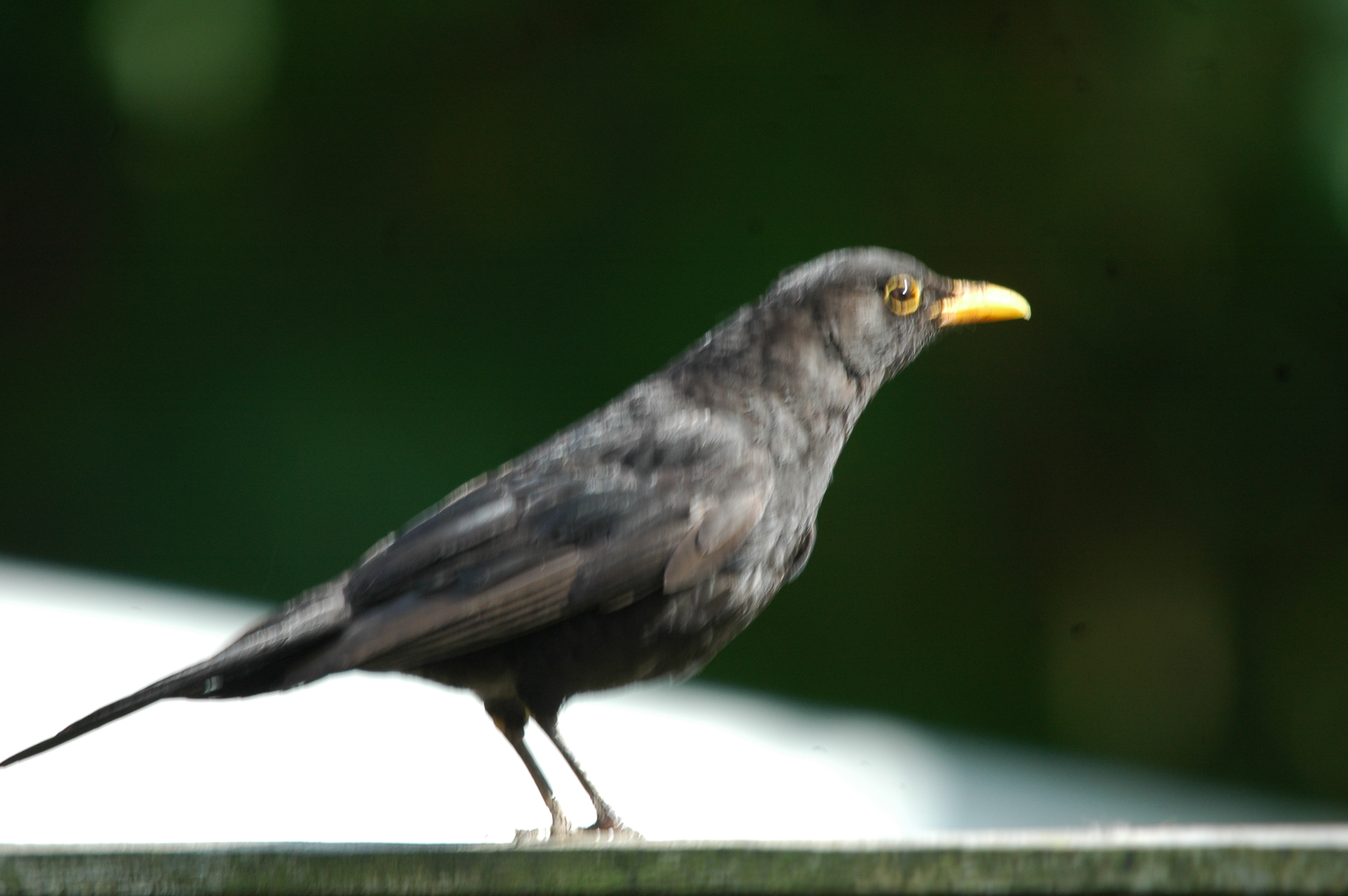 photos/wildlife/Bird_Species/146-Thrushes/6126-Eurasian_Blackbird/20090720-Burscough-04.jpg