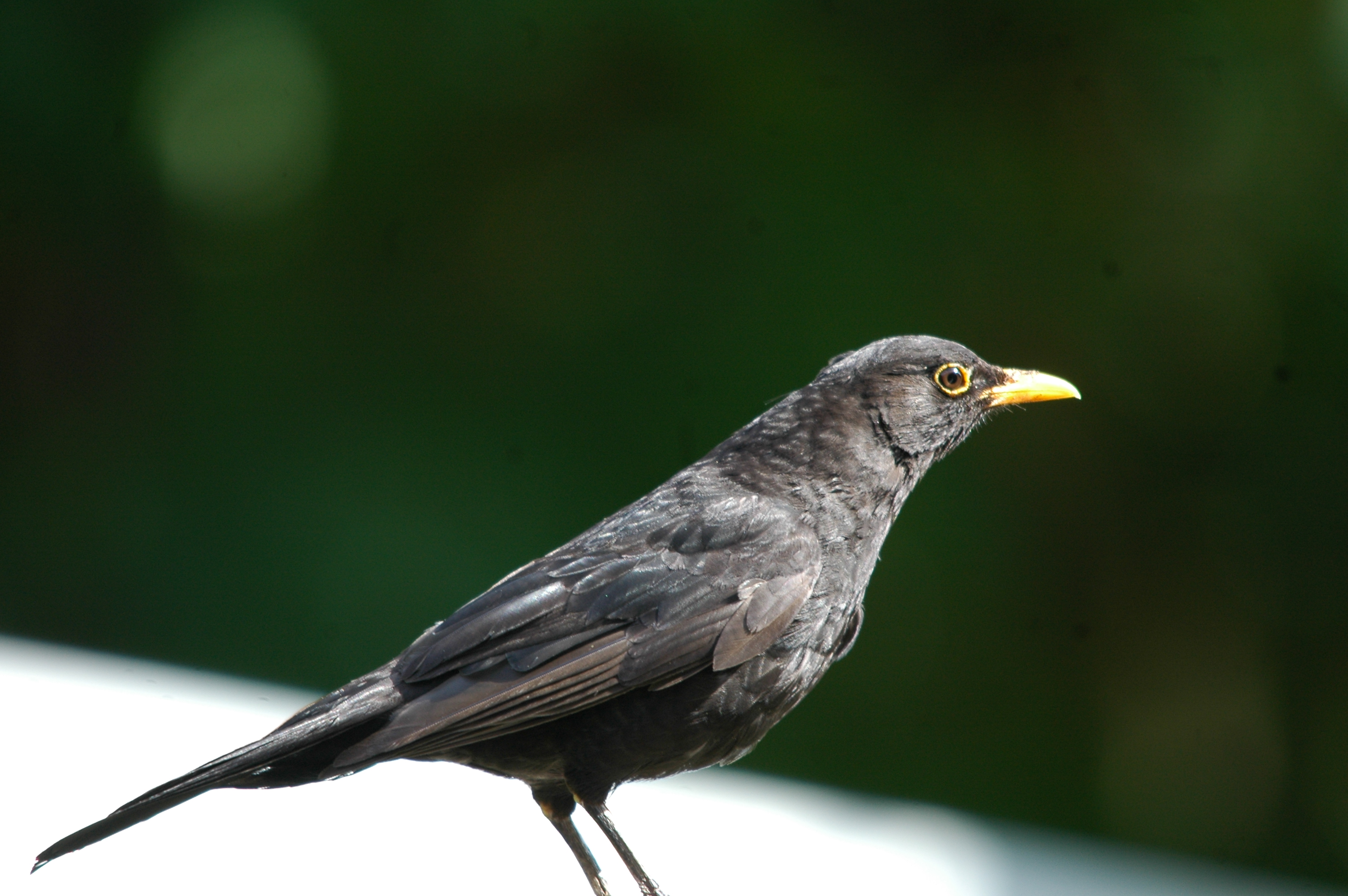 photos/wildlife/Bird_Species/146-Thrushes/6126-Eurasian_Blackbird/20090720-Burscough-05.jpg