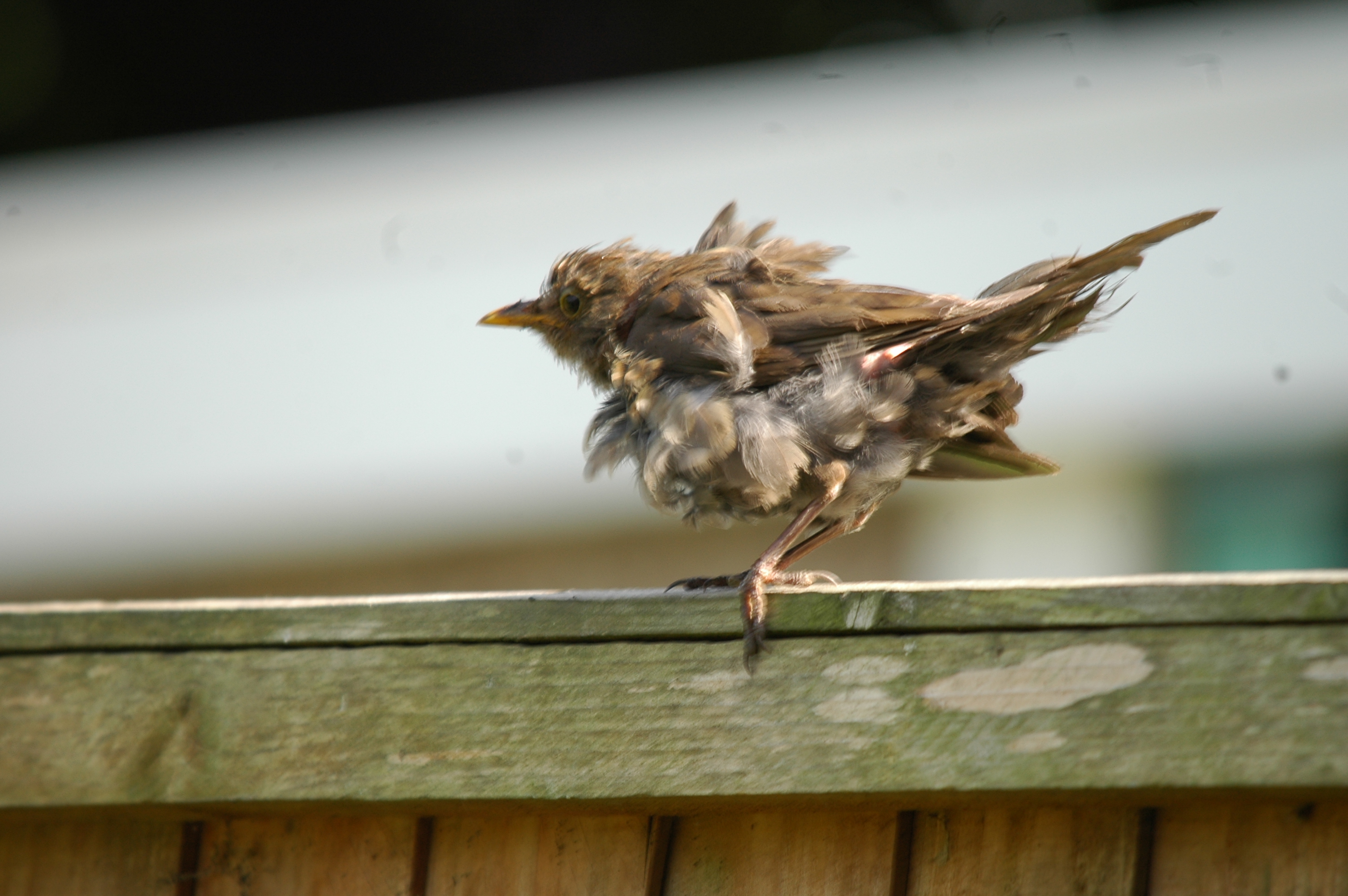 photos/wildlife/Bird_Species/146-Thrushes/6126-Eurasian_Blackbird/20090720-Burscough-06.jpg