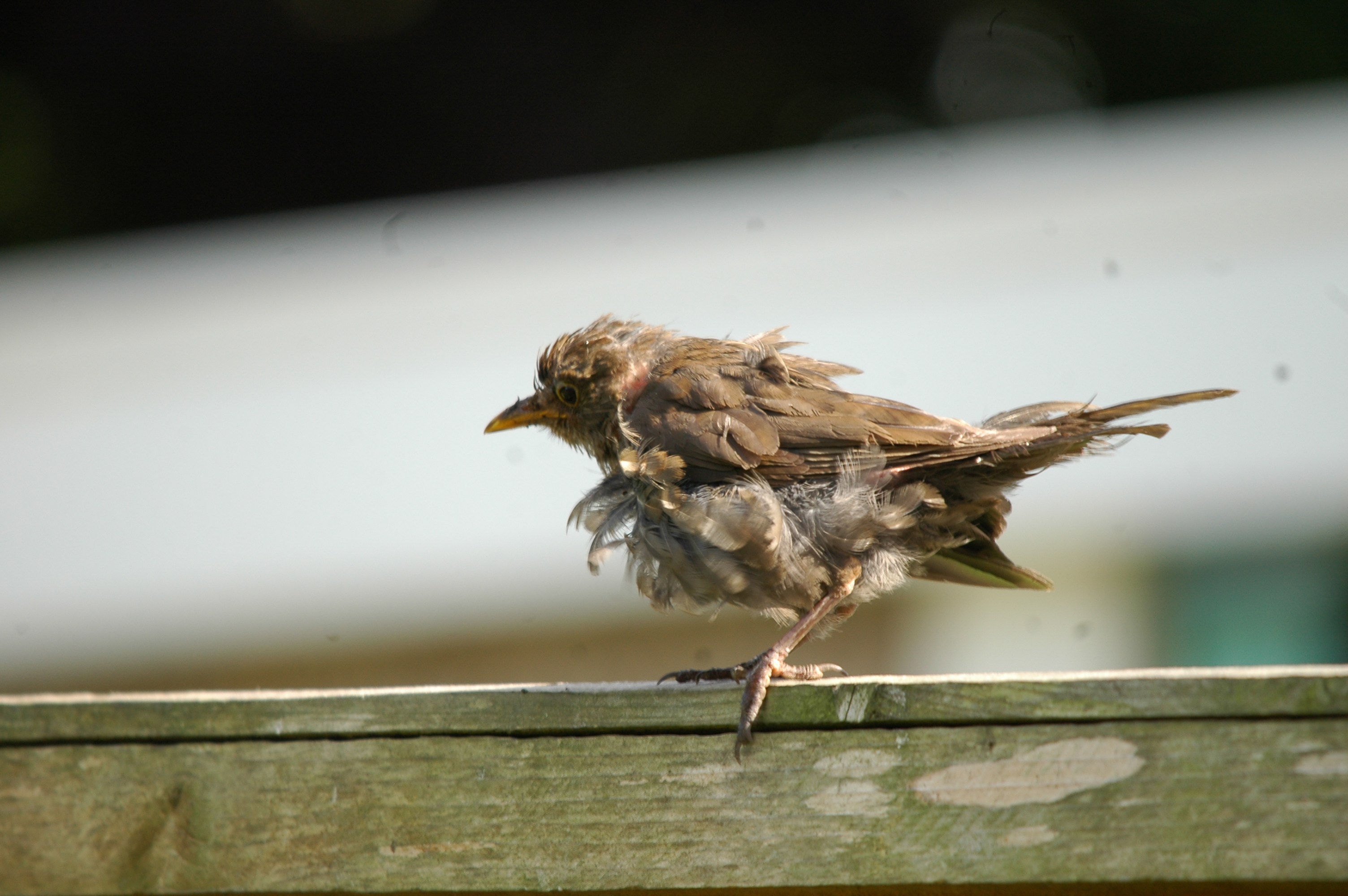 photos/wildlife/Bird_Species/146-Thrushes/6126-Eurasian_Blackbird/20090720-Burscough-08.jpg