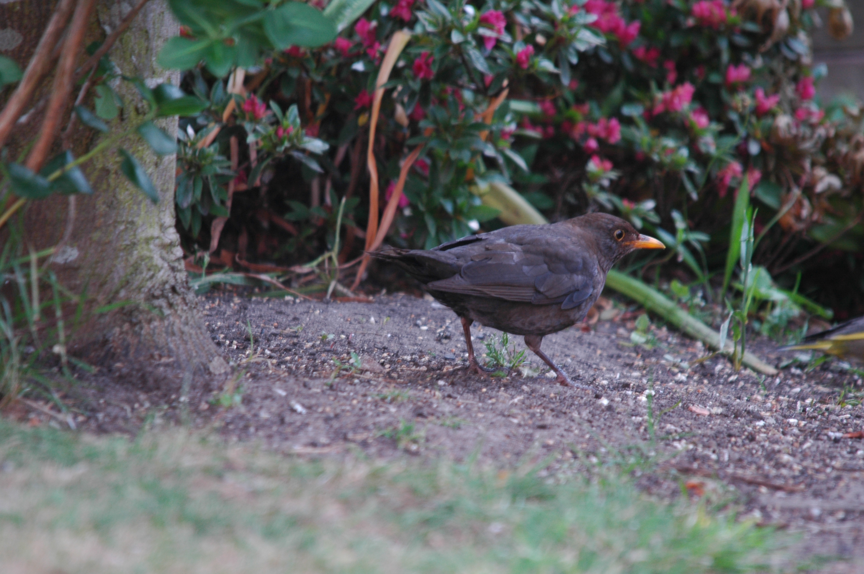 photos/wildlife/Bird_Species/146-Thrushes/6126-Eurasian_Blackbird/DSC_5875.JPG