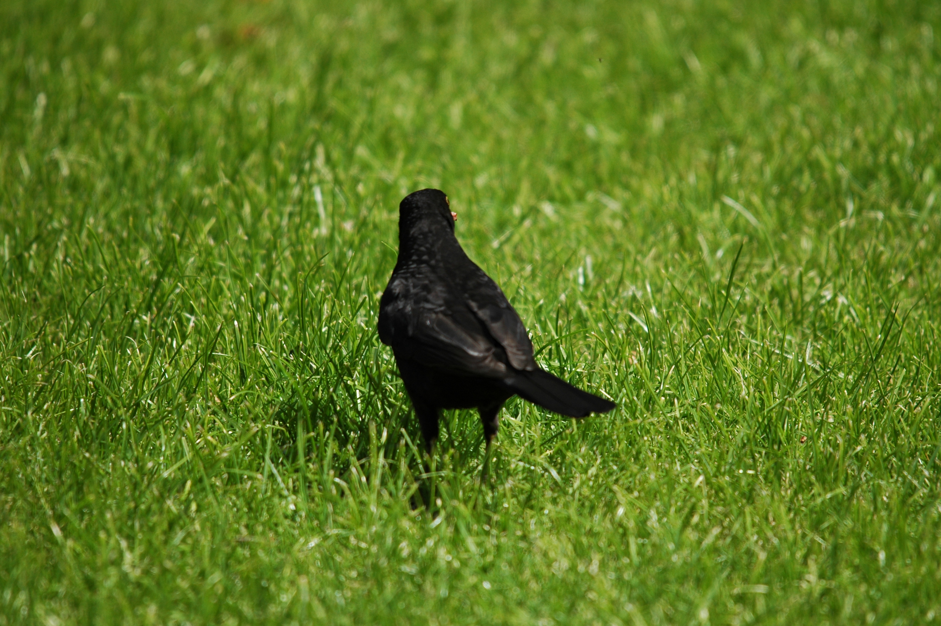 photos/wildlife/Bird_Species/146-Thrushes/6126-Eurasian_Blackbird/DSC_5911.JPG
