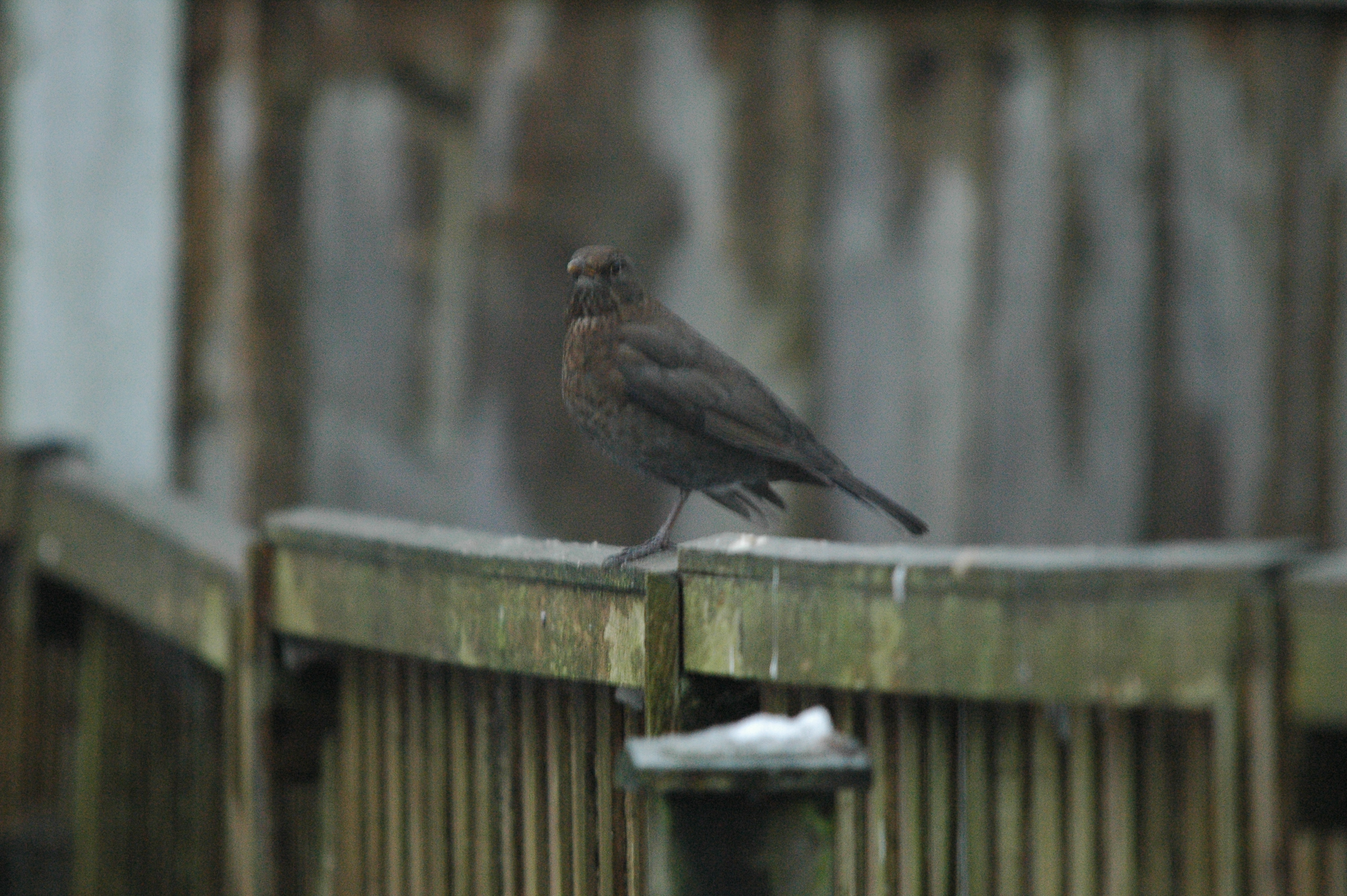 photos/wildlife/Bird_Species/146-Thrushes/6126-Eurasian_Blackbird/dsc_1550.jpg