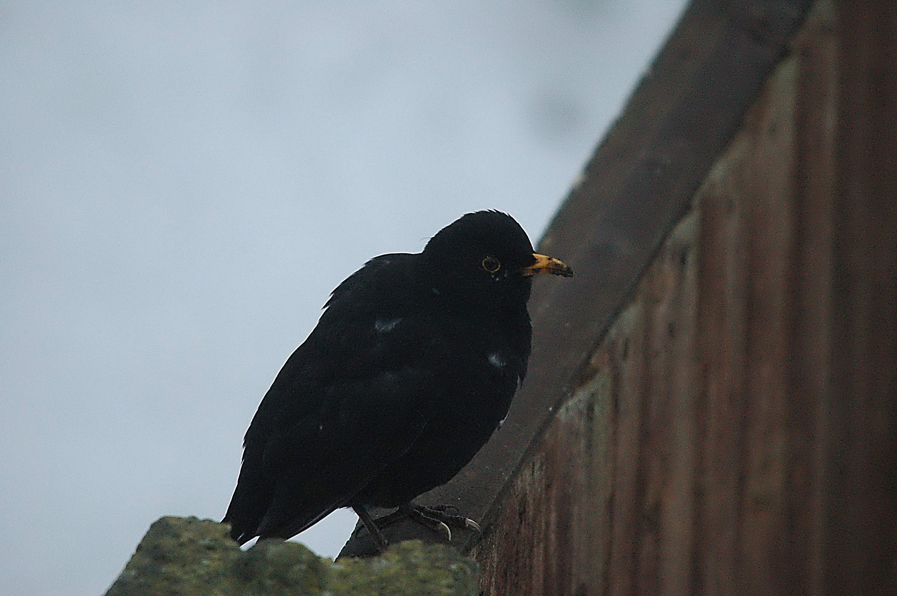 photos/wildlife/Bird_Species/146-Thrushes/6126-Eurasian_Blackbird/dsc_1553.jpg