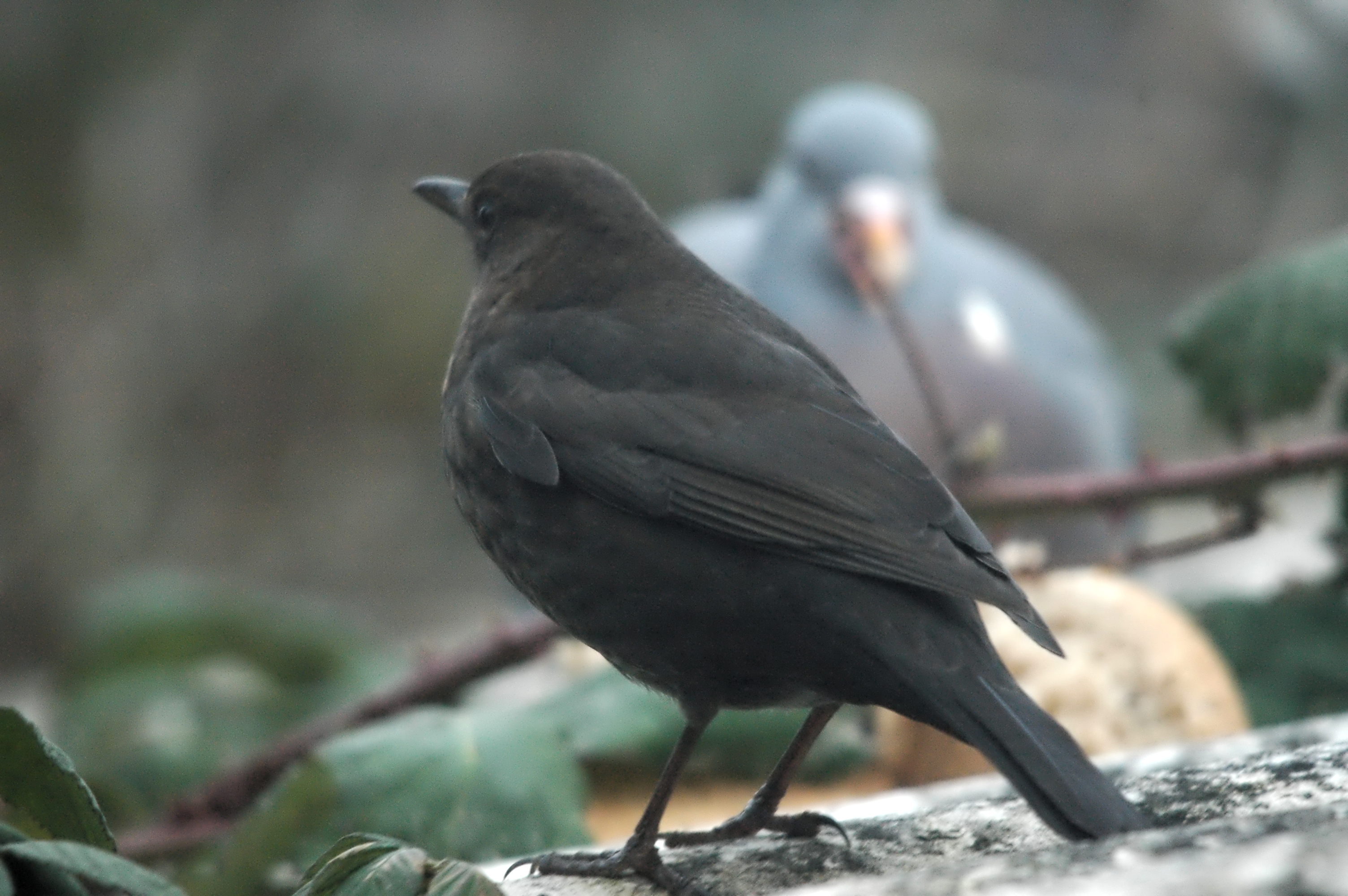 photos/wildlife/Bird_Species/146-Thrushes/6126-Eurasian_Blackbird/dsc_1648.jpg