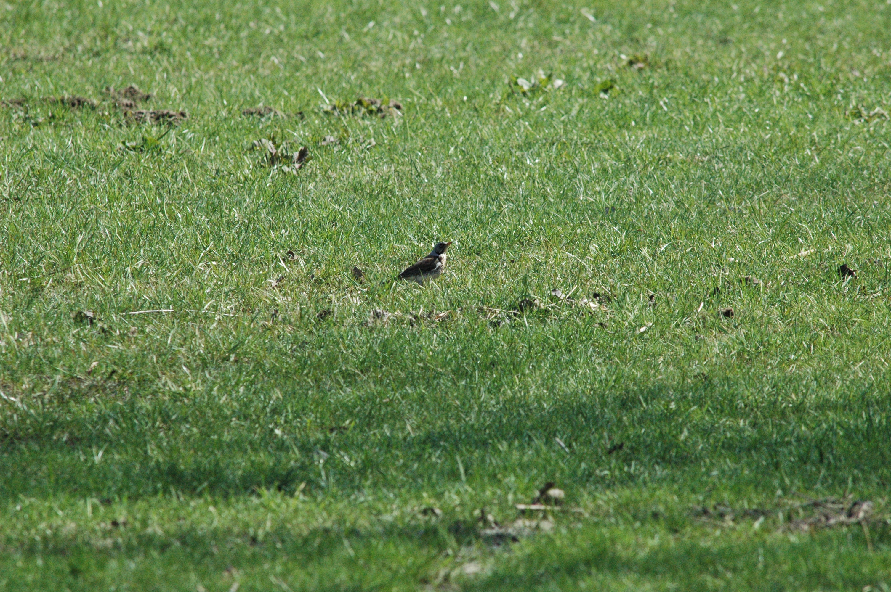 photos/wildlife/Bird_Species/146-Thrushes/6137-Fieldfare/DSC_0074.JPG