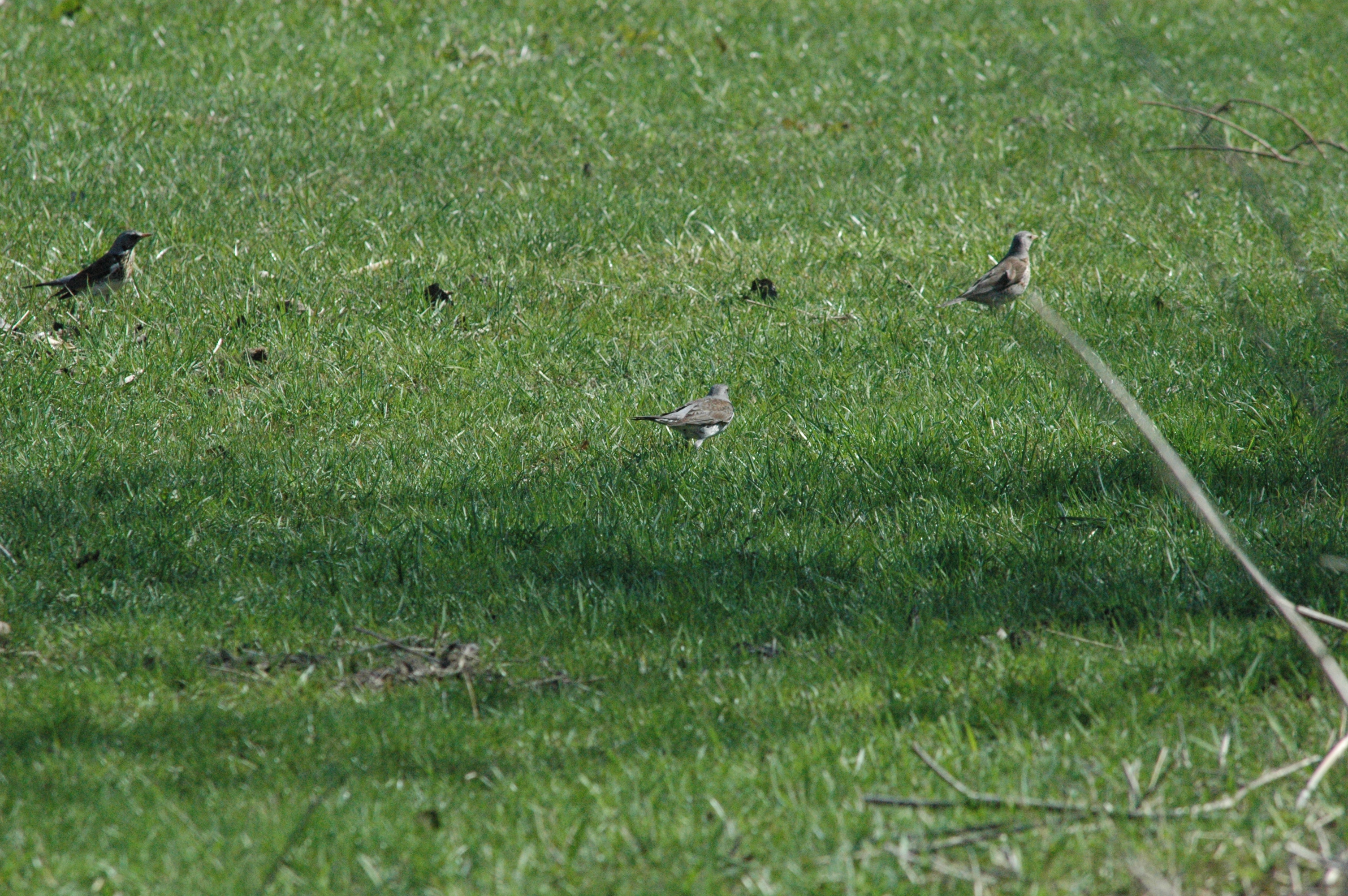 photos/wildlife/Bird_Species/146-Thrushes/6137-Fieldfare/DSC_0075.JPG
