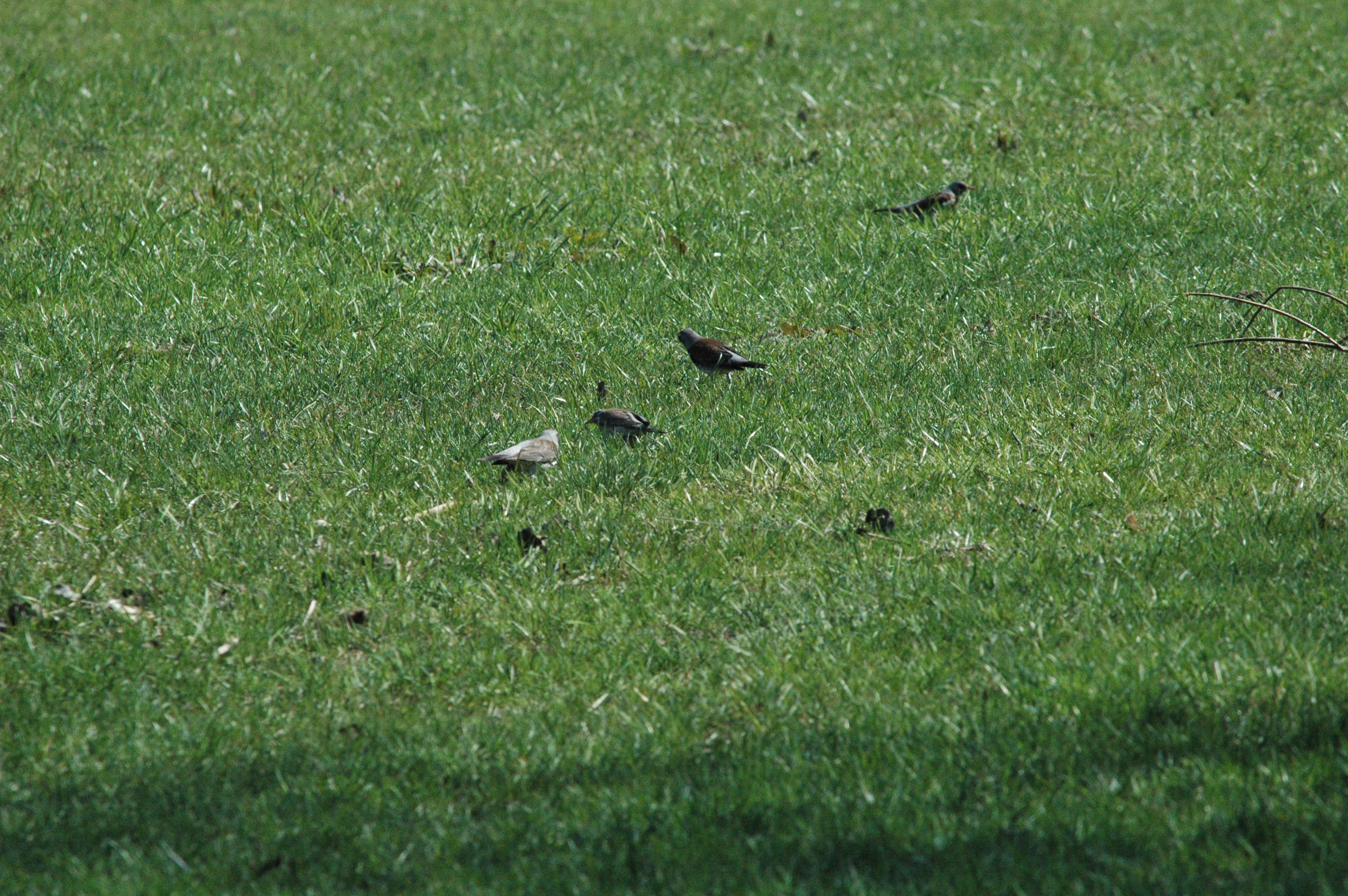 photos/wildlife/Bird_Species/146-Thrushes/6137-Fieldfare/DSC_0076.JPG
