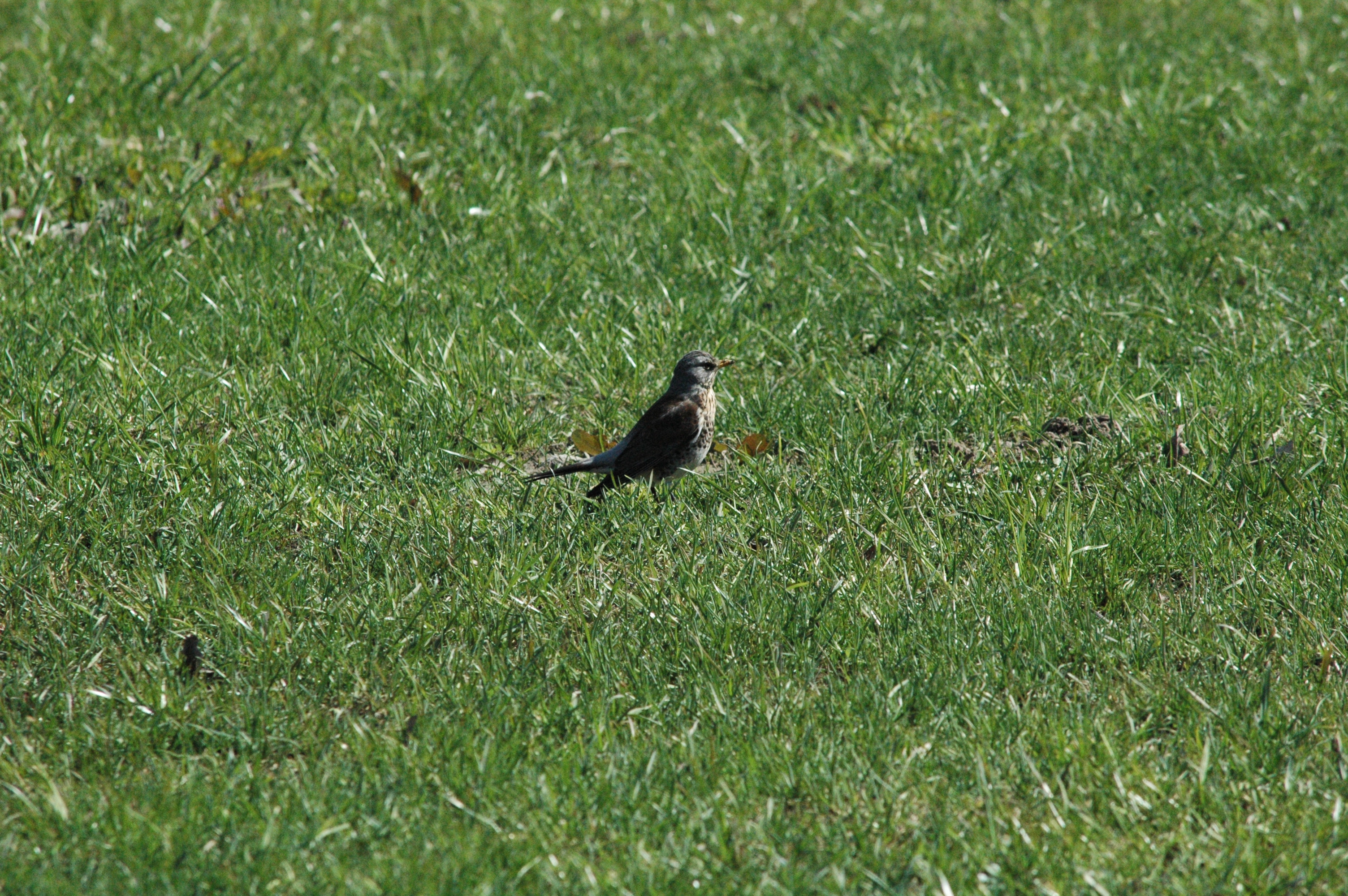 photos/wildlife/Bird_Species/146-Thrushes/6137-Fieldfare/DSC_0078.JPG