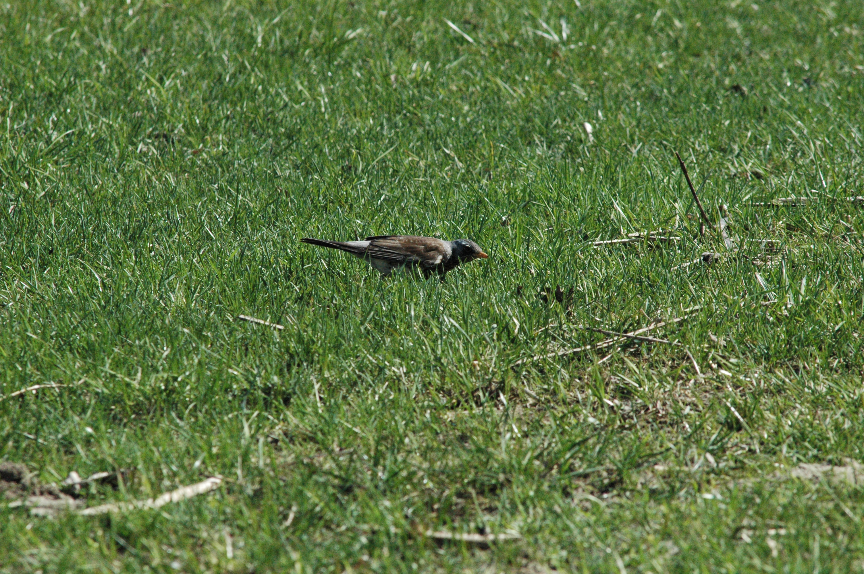 photos/wildlife/Bird_Species/146-Thrushes/6137-Fieldfare/DSC_0079.JPG