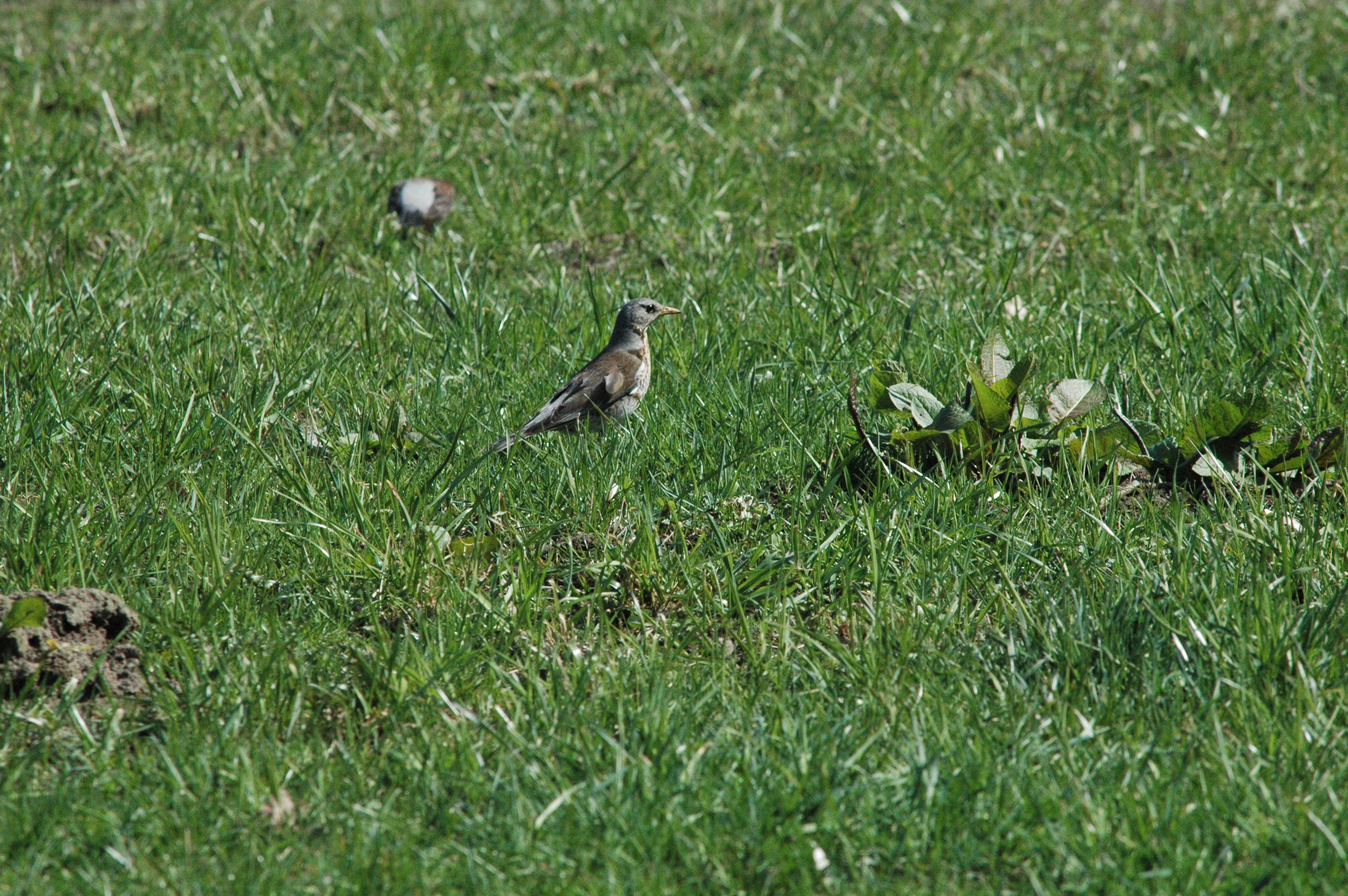 photos/wildlife/Bird_Species/146-Thrushes/6137-Fieldfare/DSC_0080.JPG