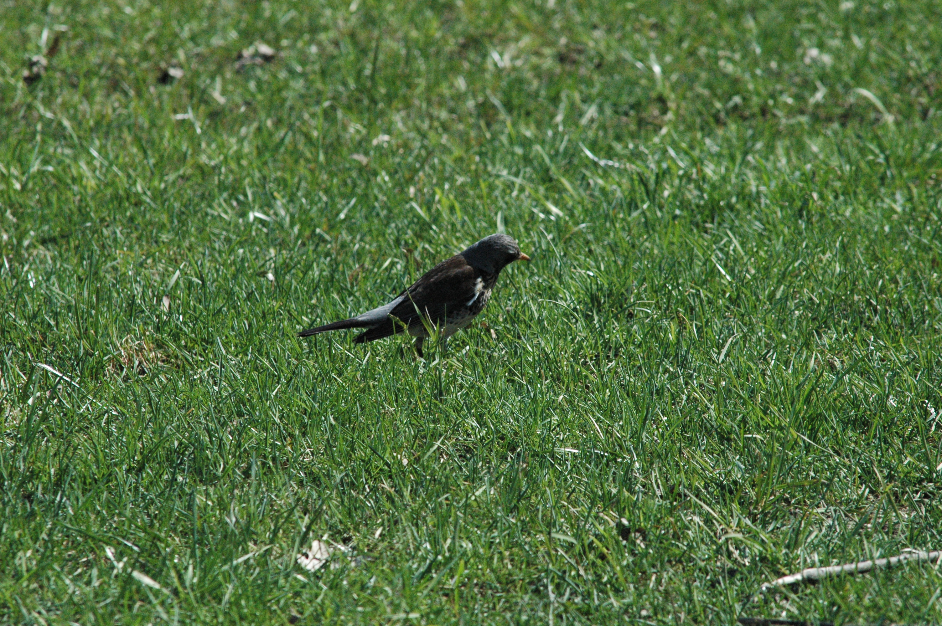 photos/wildlife/Bird_Species/146-Thrushes/6137-Fieldfare/DSC_0081.JPG