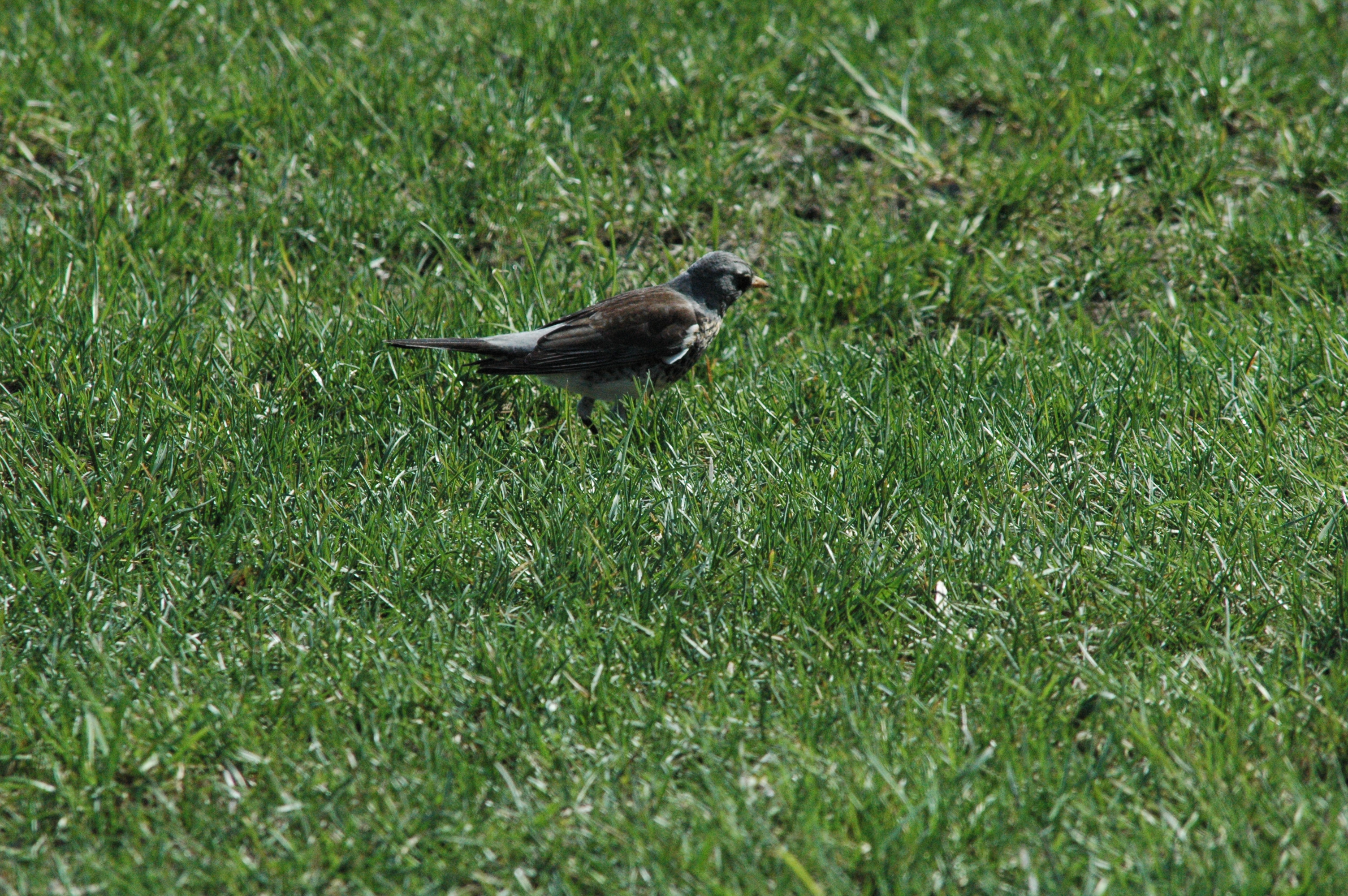photos/wildlife/Bird_Species/146-Thrushes/6137-Fieldfare/DSC_0082.JPG
