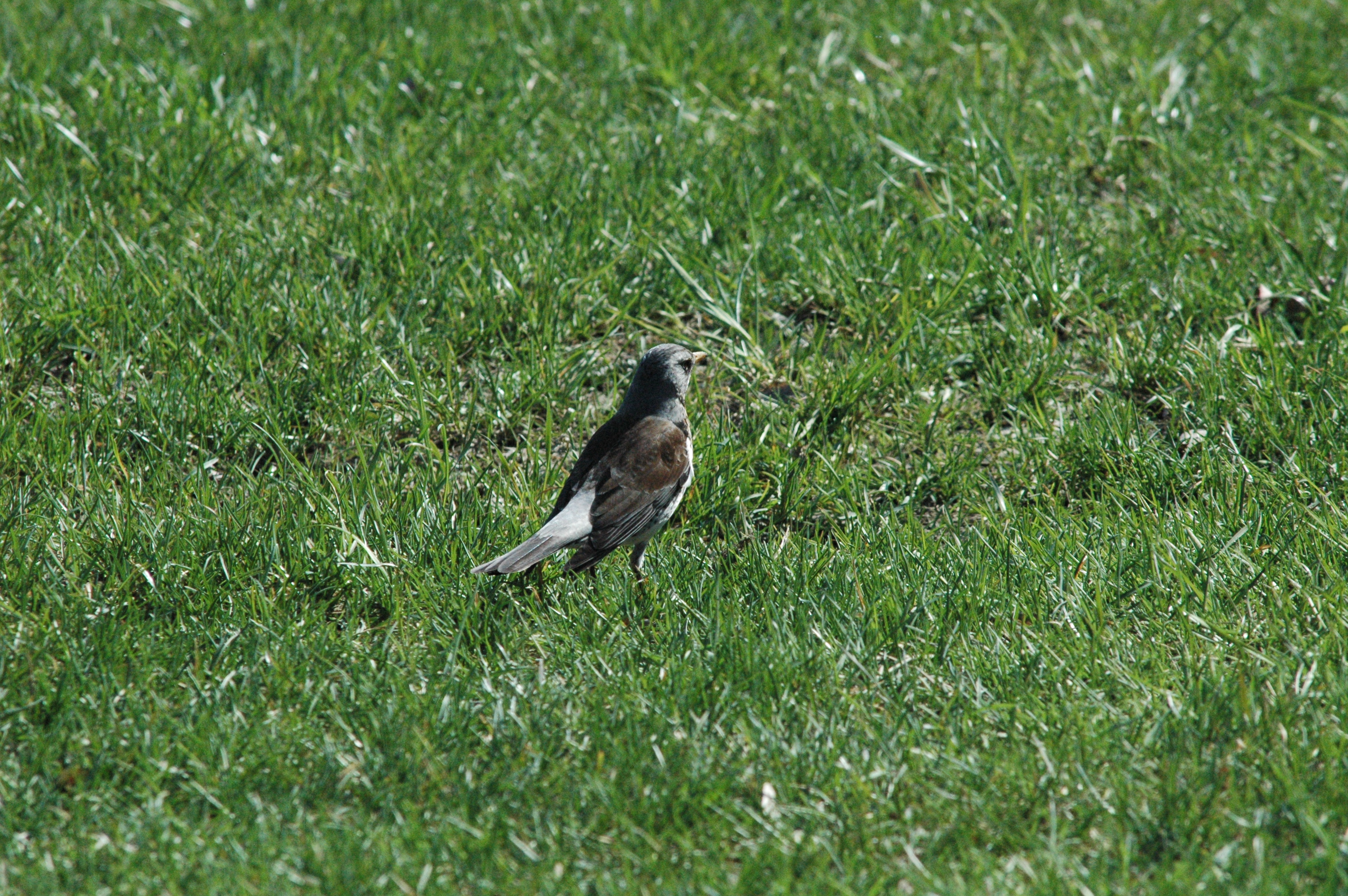 photos/wildlife/Bird_Species/146-Thrushes/6137-Fieldfare/DSC_0083.JPG