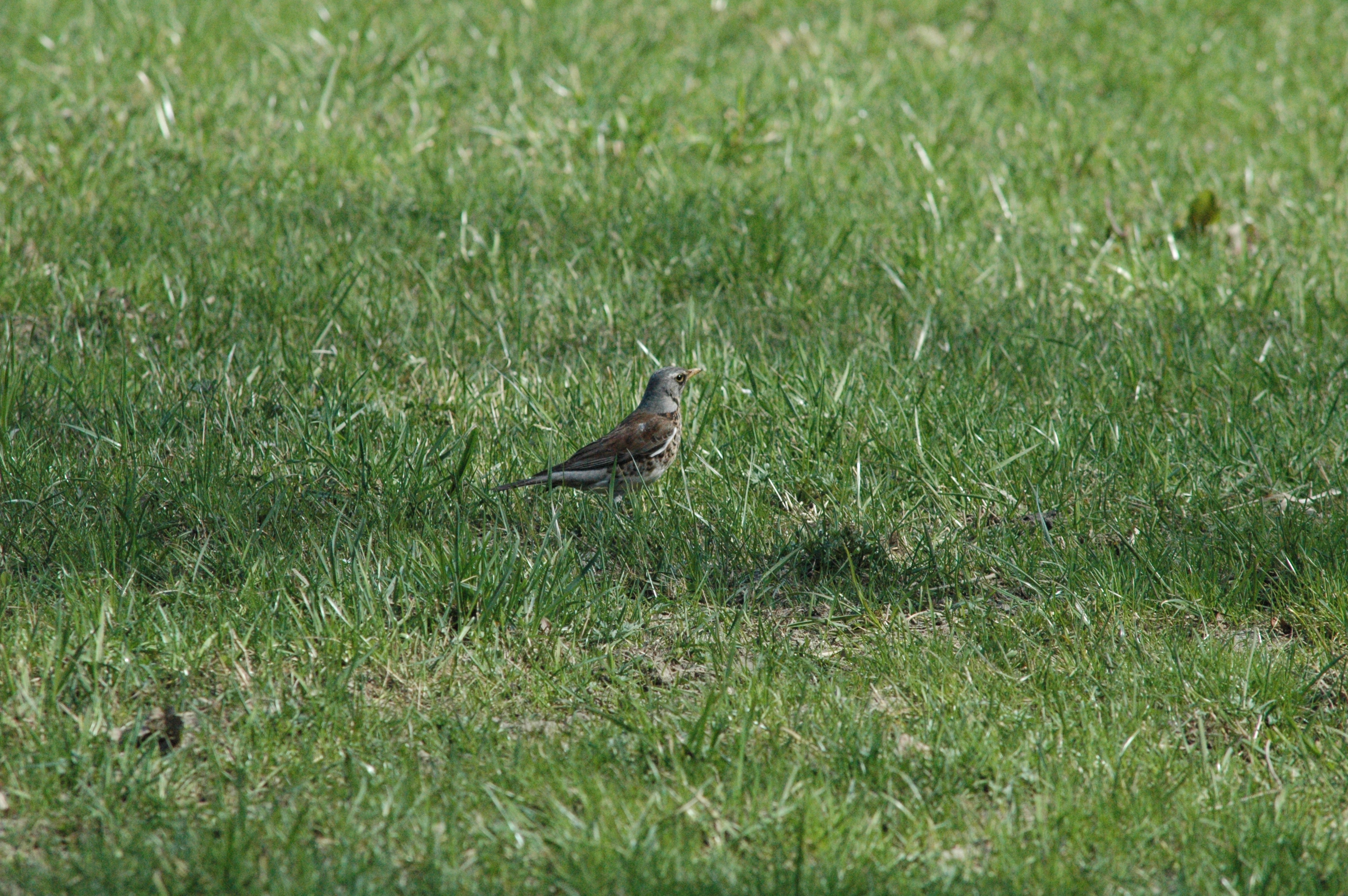 photos/wildlife/Bird_Species/146-Thrushes/6137-Fieldfare/DSC_0094.jpg