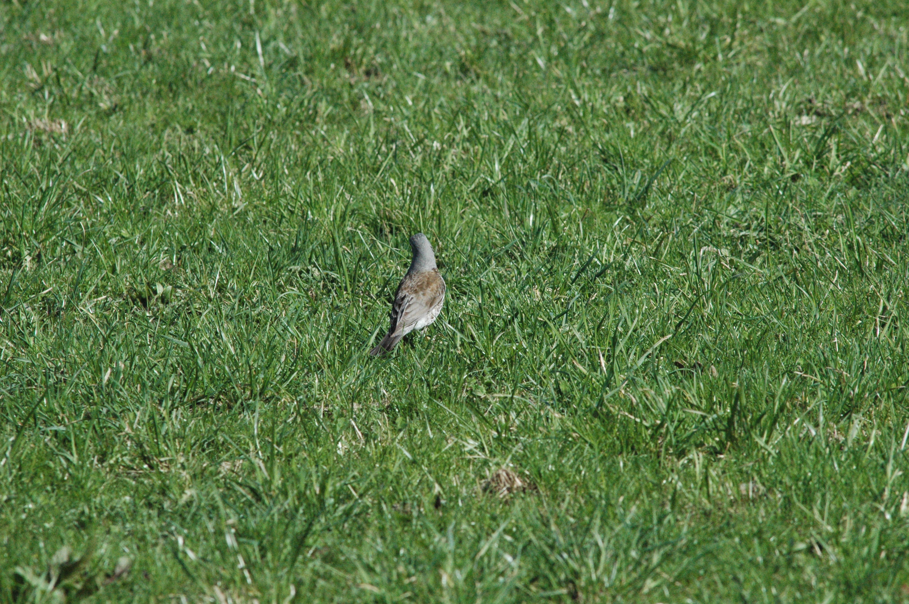 photos/wildlife/Bird_Species/146-Thrushes/6137-Fieldfare/DSC_0095.JPG